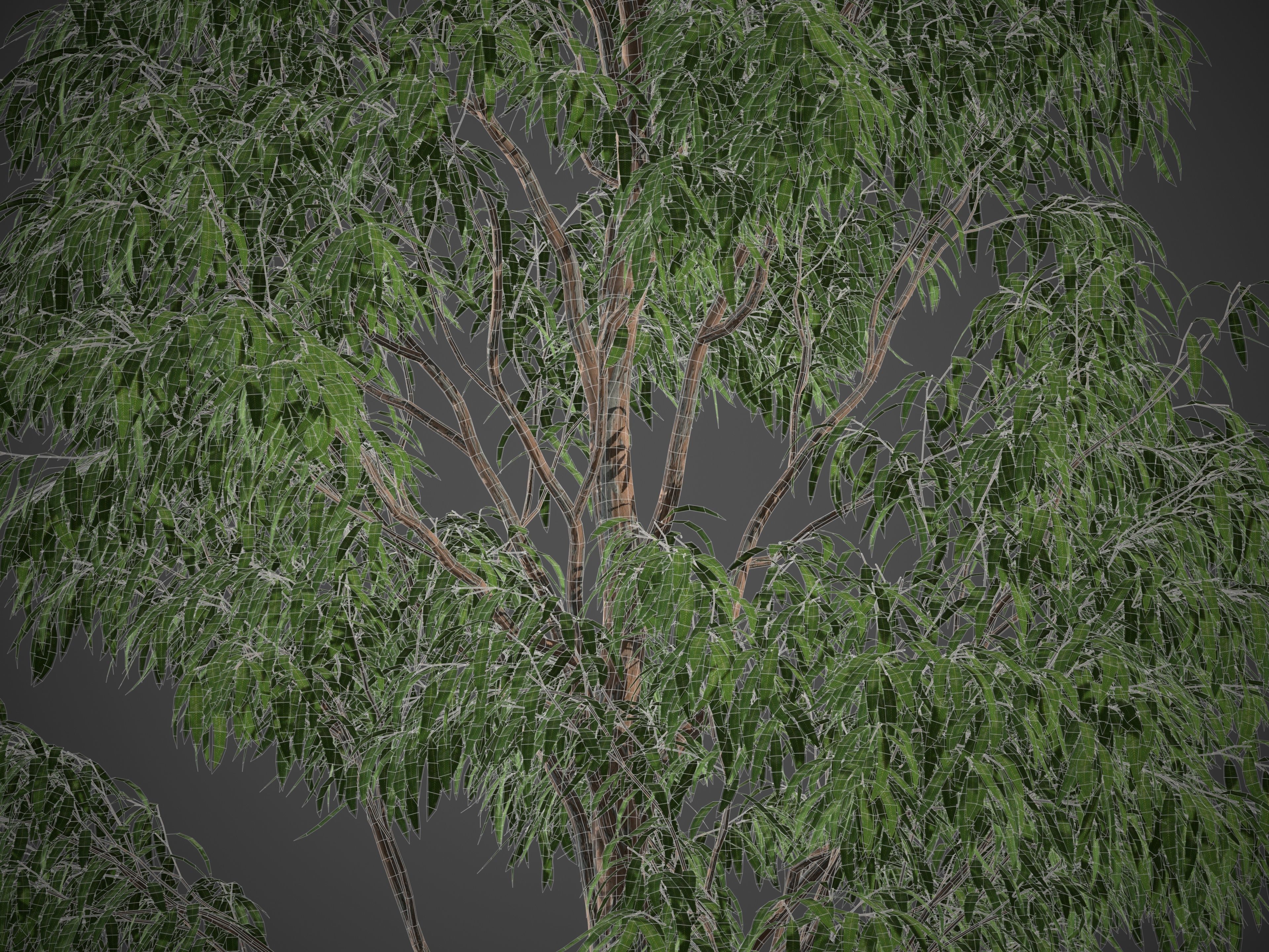 XfrogPlants Grey Gum - Eucalyptus Punctata  3D model_4
