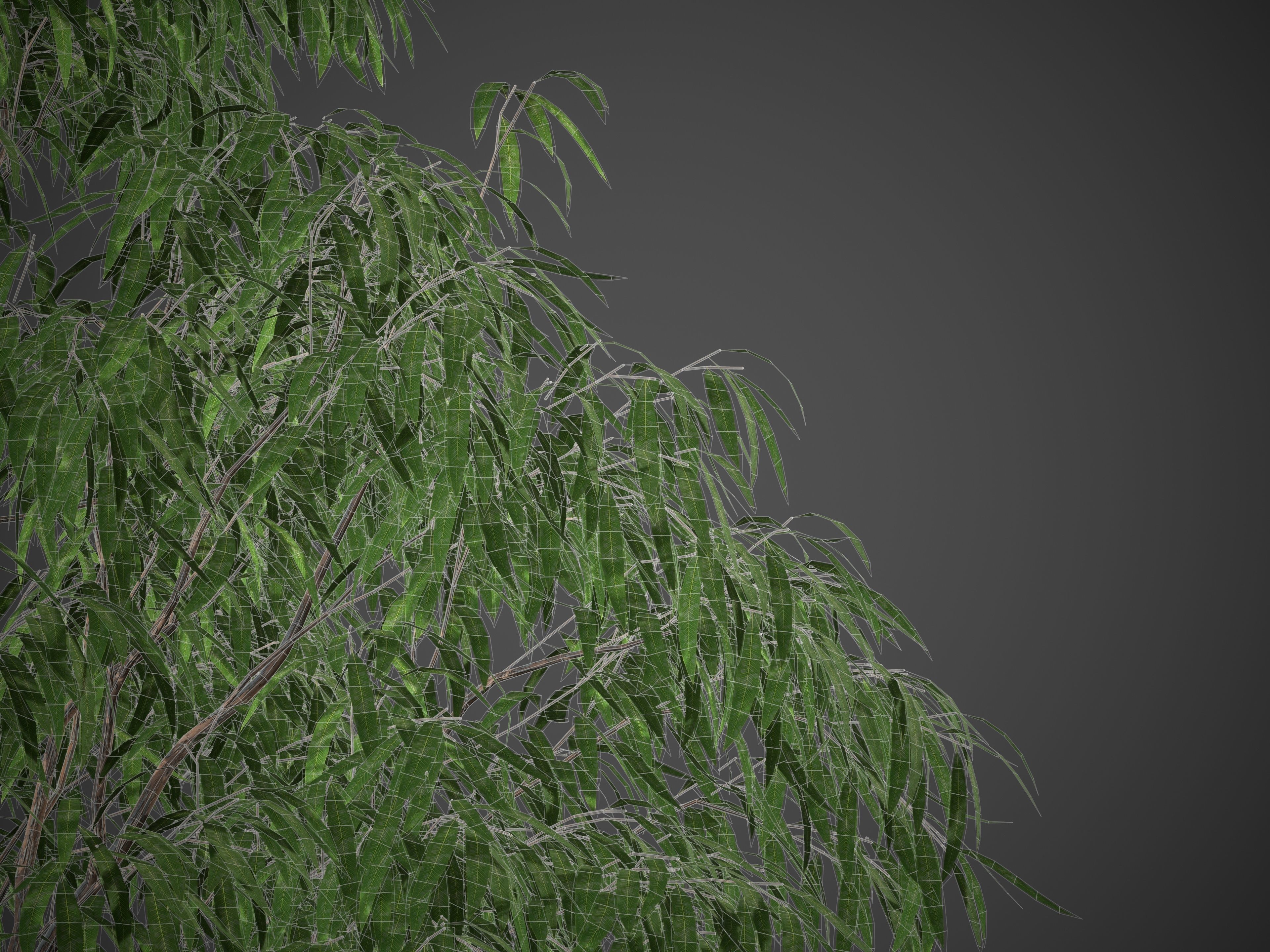 XfrogPlants Grey Gum - Eucalyptus Punctata  3D model_5