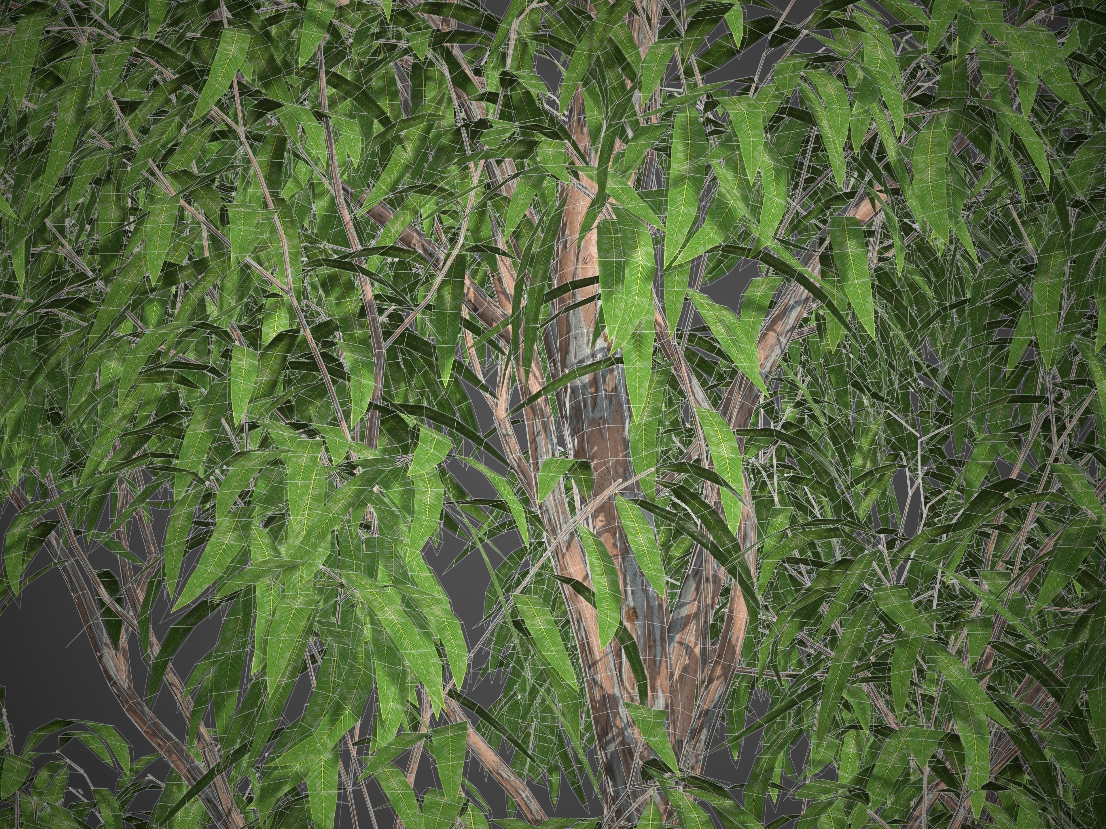 XfrogPlants Grey Gum - Eucalyptus Punctata  3D model_6