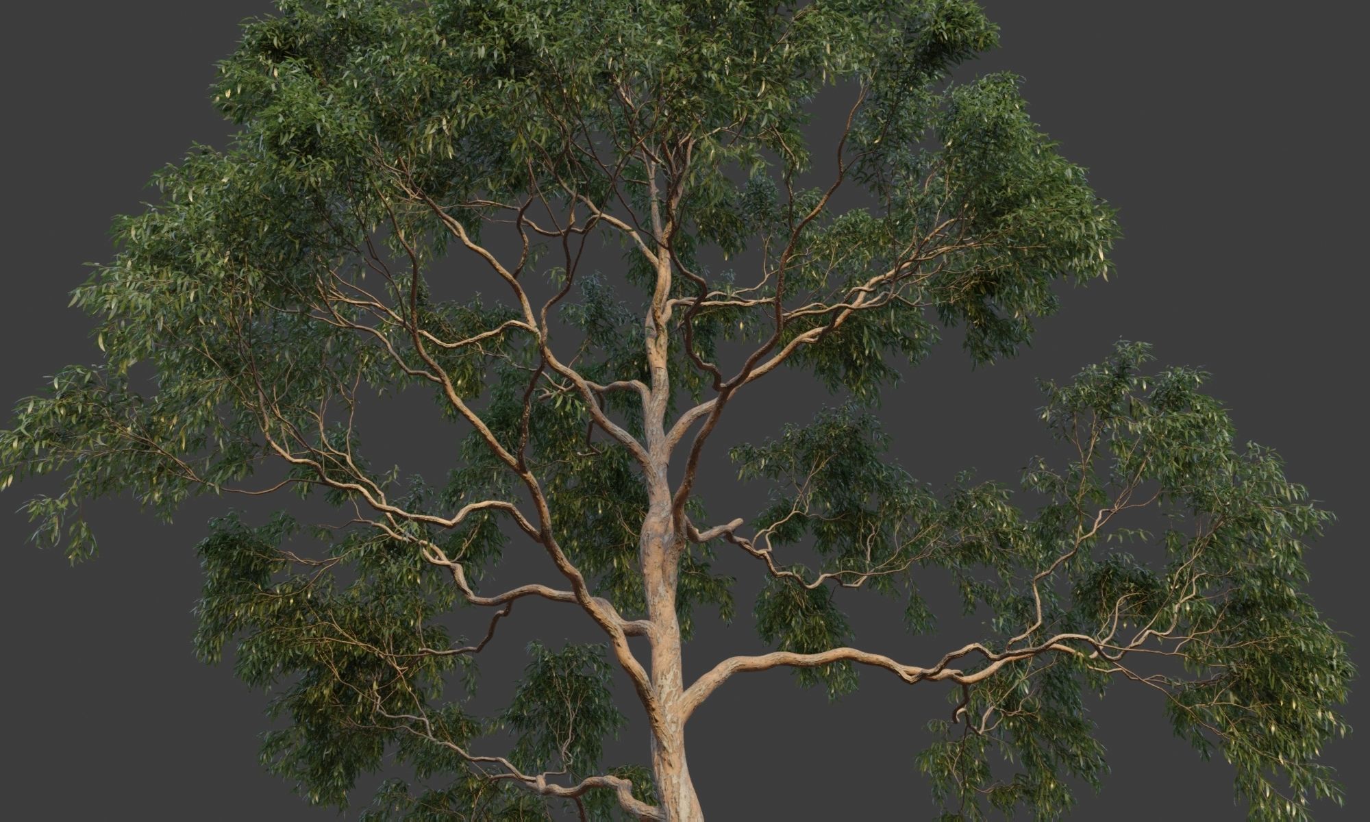 XfrogPlants Grey Gum - Eucalyptus Punctata  3D model_3