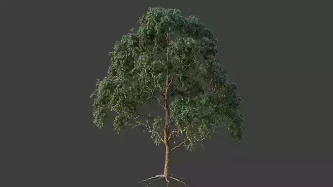 XfrogPlants Grey Gum - Eucalyptus Punctata  3D model