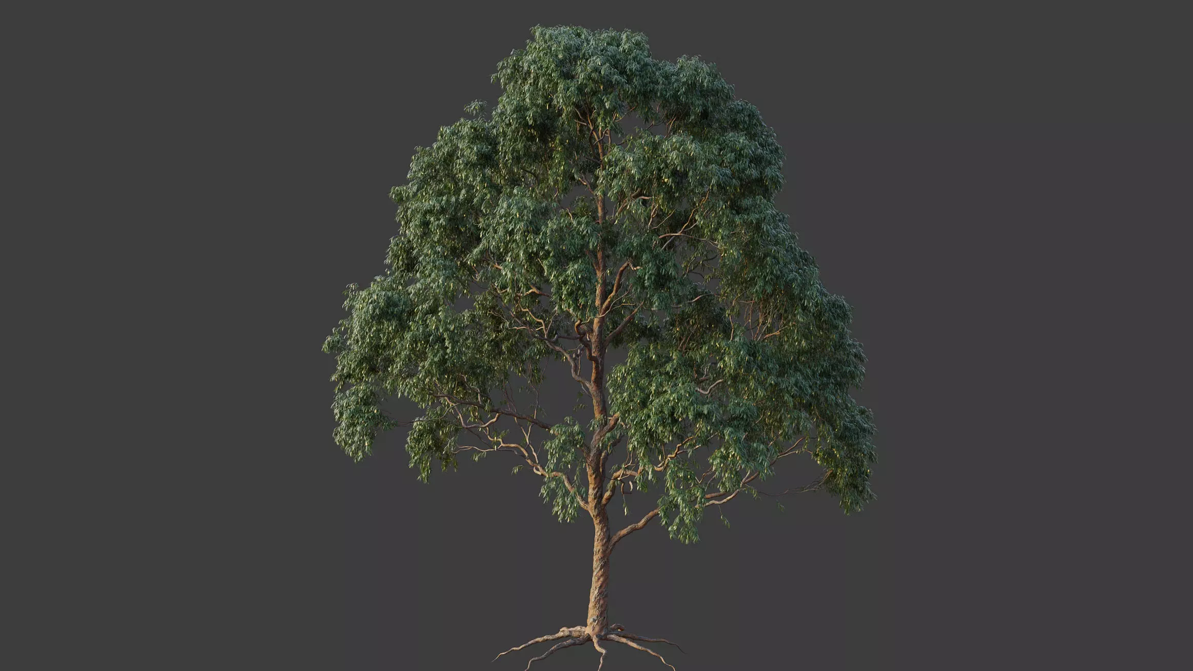 XfrogPlants Grey Gum - Eucalyptus Punctata  3D model_0
