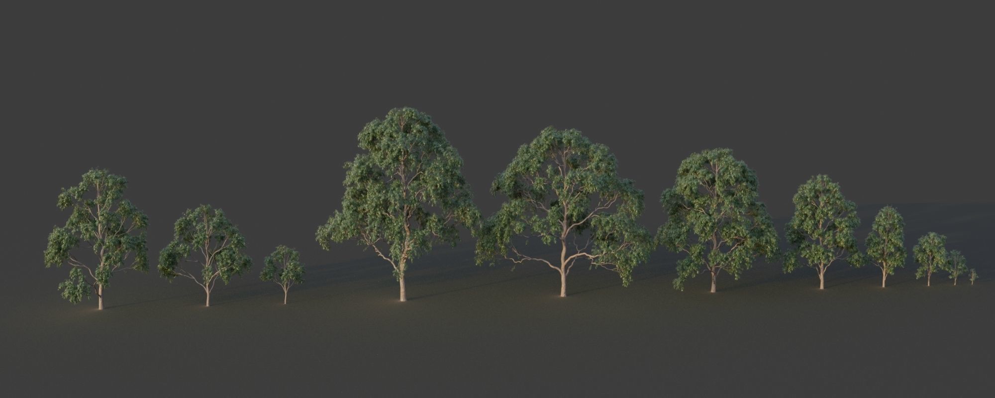 XfrogPlants Grey Gum - Eucalyptus Punctata  3D model_2
