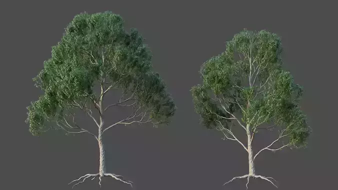 XfrogPlants Blue Gum - Eucalyptus Saligna  3D model