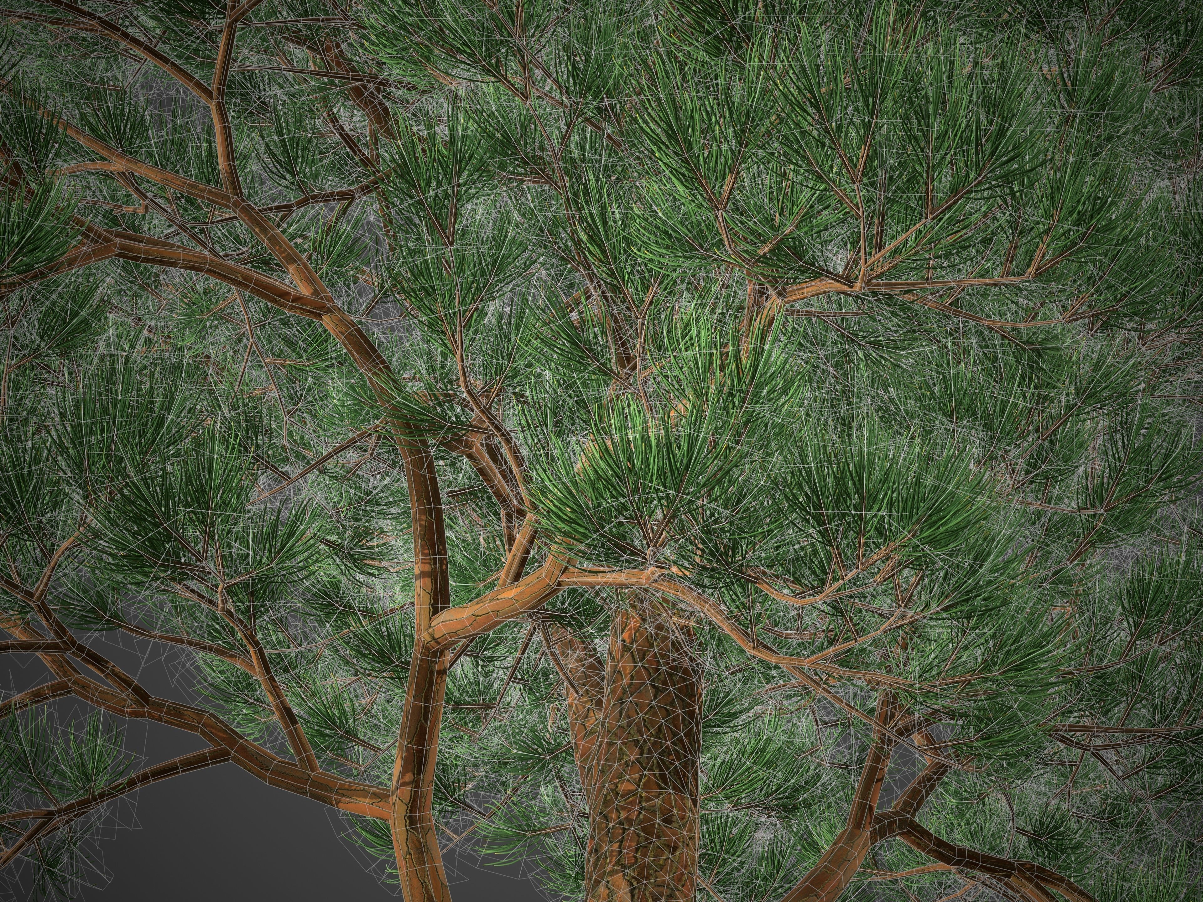 XfrogPlants Japanese Red Pine - Pinus Densiflora 3D model_6