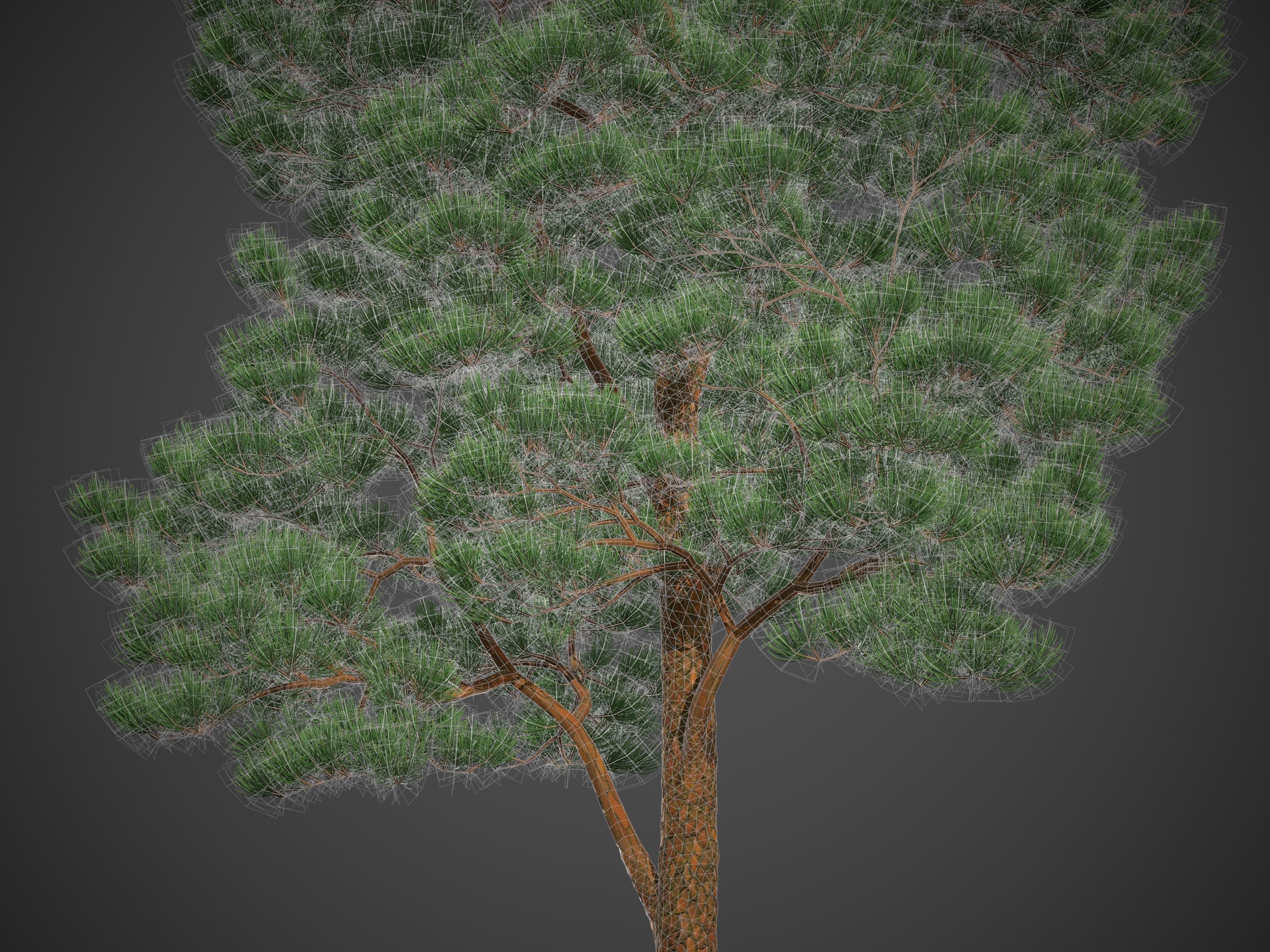 XfrogPlants Japanese Red Pine - Pinus Densiflora 3D model_4