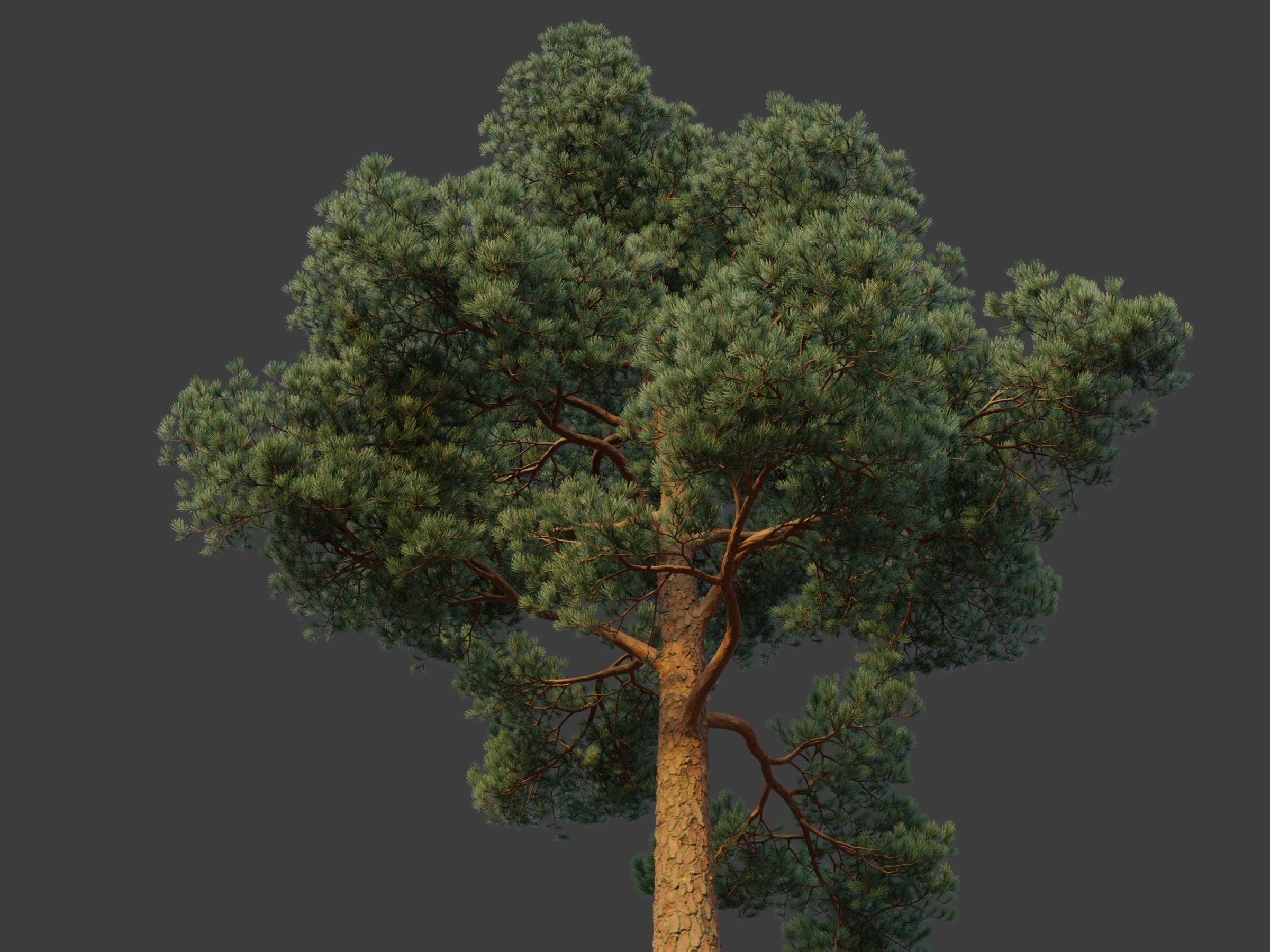 XfrogPlants Japanese Red Pine - Pinus Densiflora 3D model_3