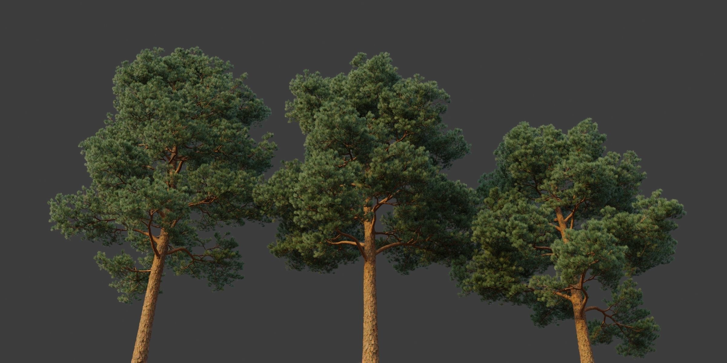 XfrogPlants Japanese Red Pine - Pinus Densiflora 3D model_2
