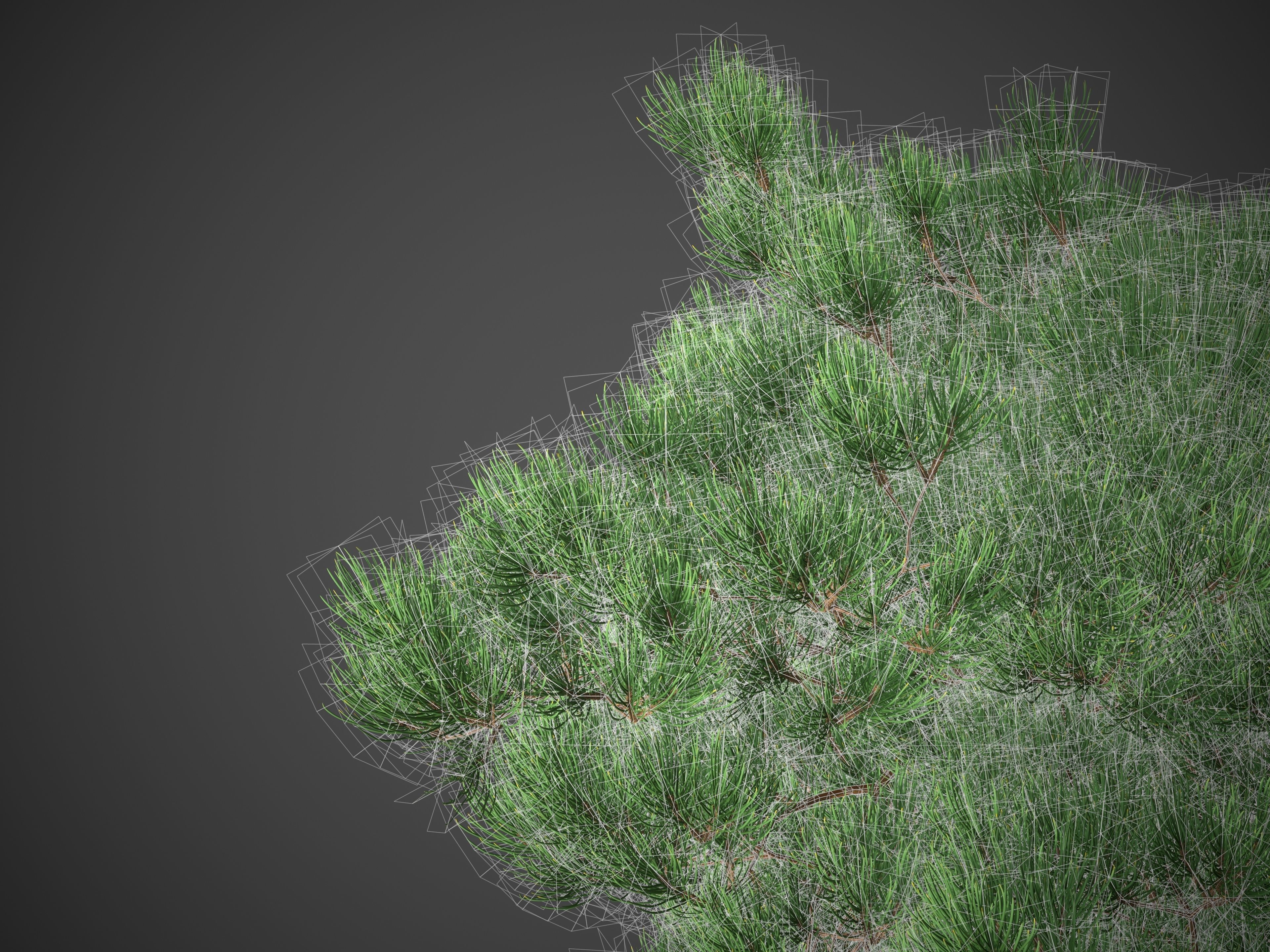 XfrogPlants Japanese Red Pine - Pinus Densiflora 3D model_5
