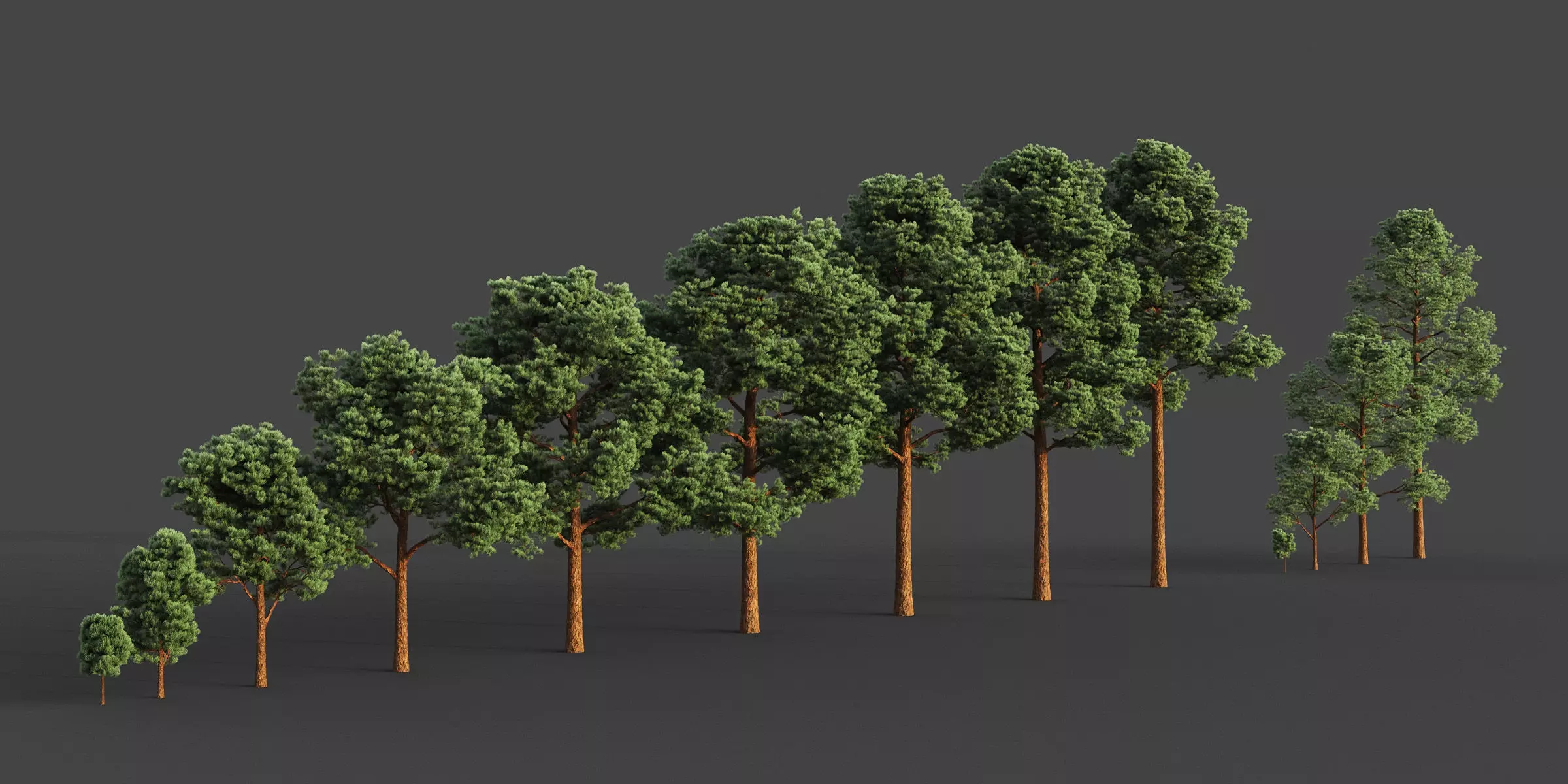 XfrogPlants Japanese Red Pine - Pinus Densiflora 3D model_0