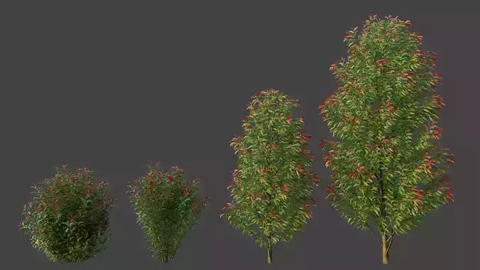XfrogPlants Lilly Pilly - Syzygium Smithii  3D model
