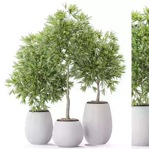 Plants collection 574 3D model