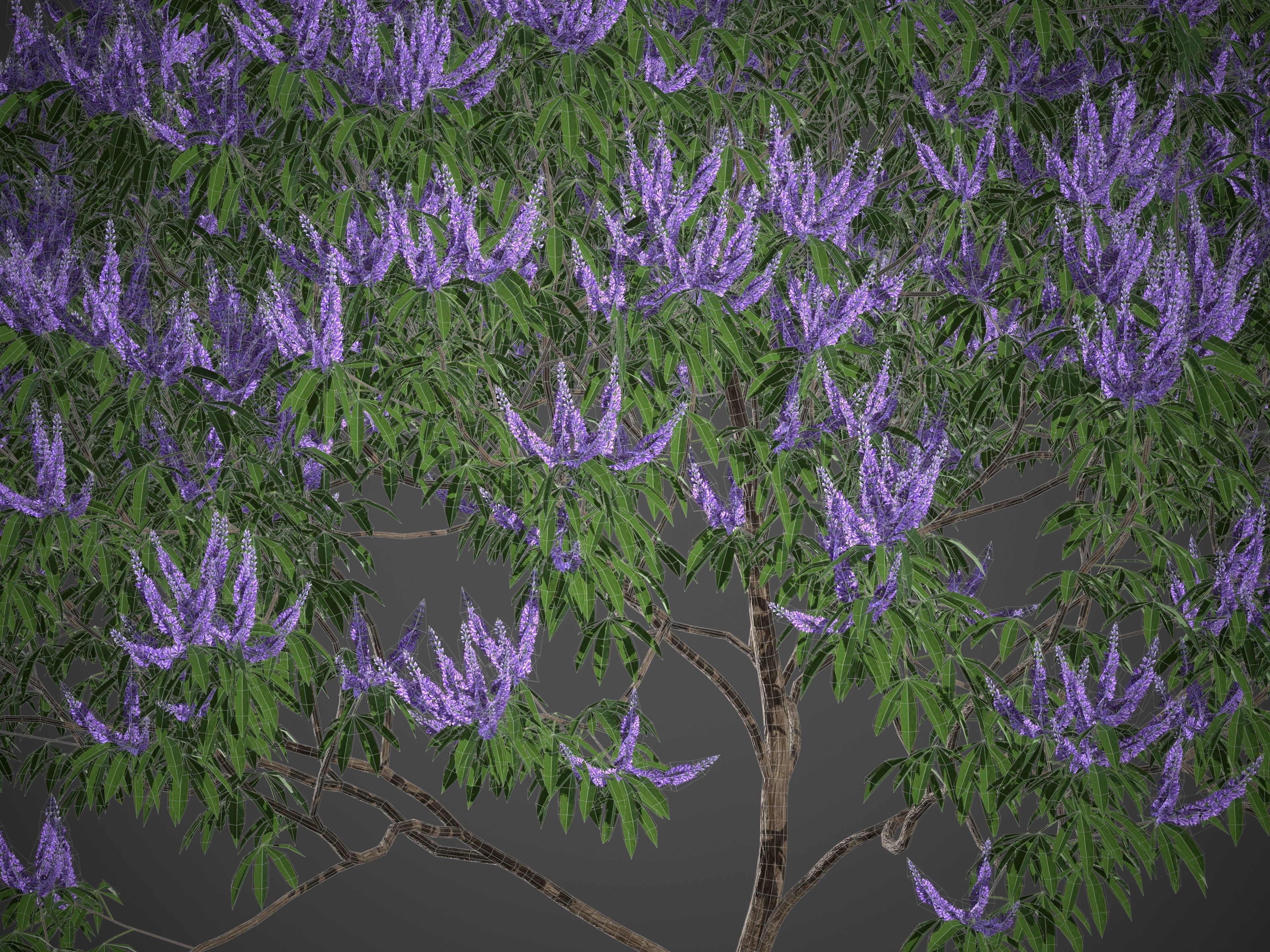XfrogPlants Chaste Tree - Vitex Agnes-Castus  3D model_6