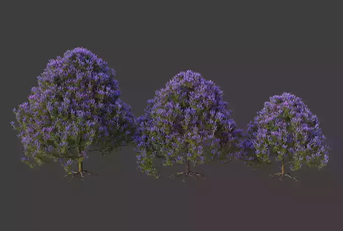 XfrogPlants Chaste Tree - Vitex Agnes-Castus  3D model