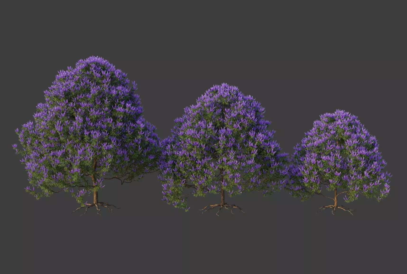 XfrogPlants Chaste Tree - Vitex Agnes-Castus  3D model_0