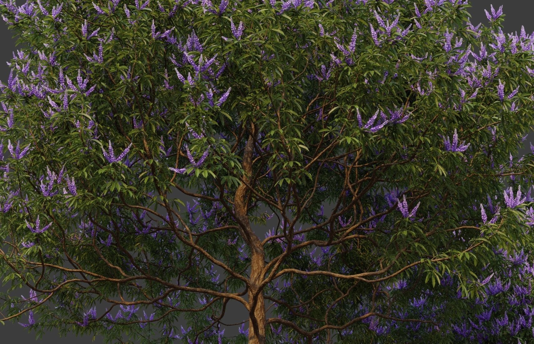 XfrogPlants Chaste Tree - Vitex Agnes-Castus  3D model_3