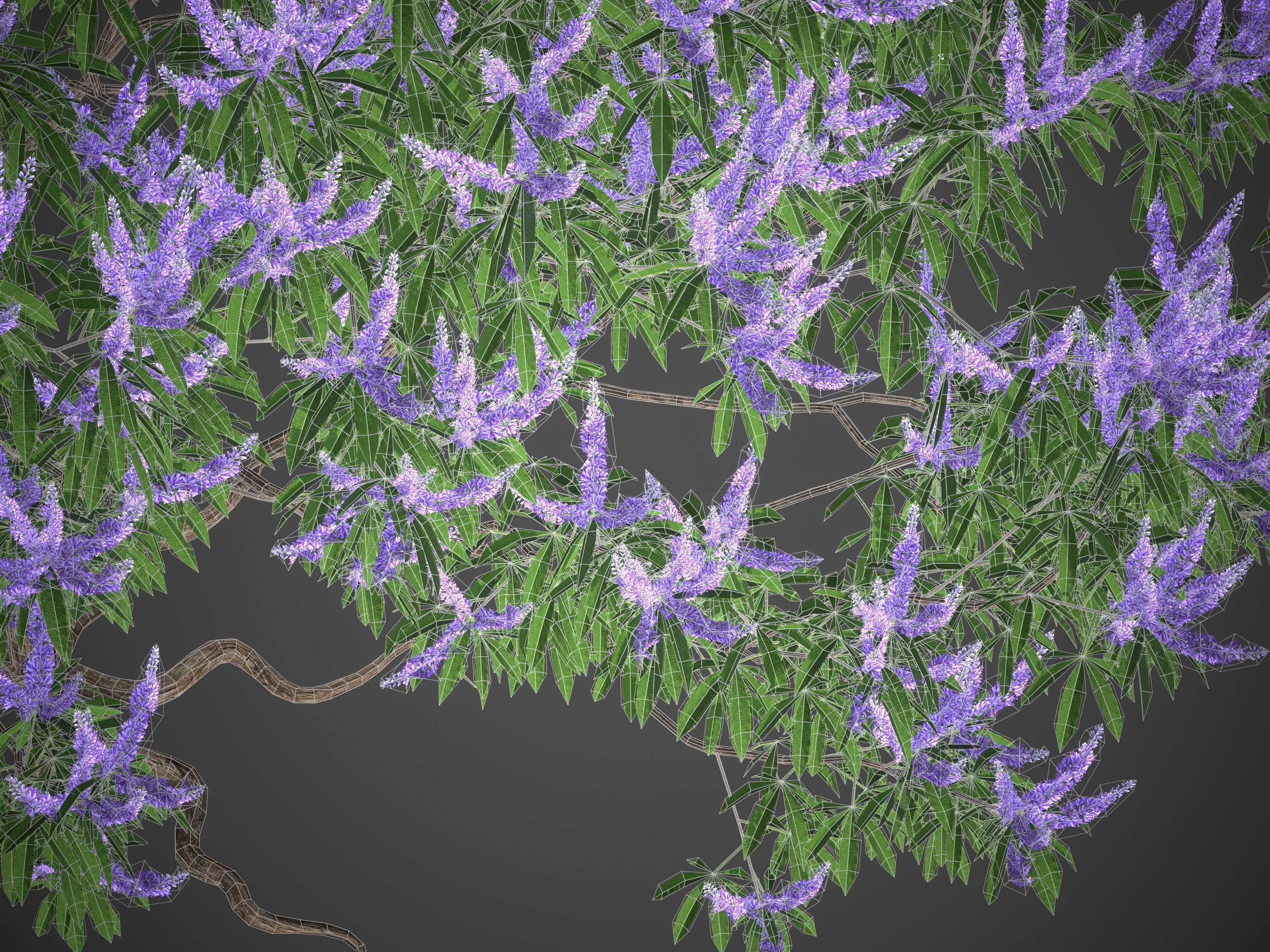 XfrogPlants Chaste Tree - Vitex Agnes-Castus  3D model_4