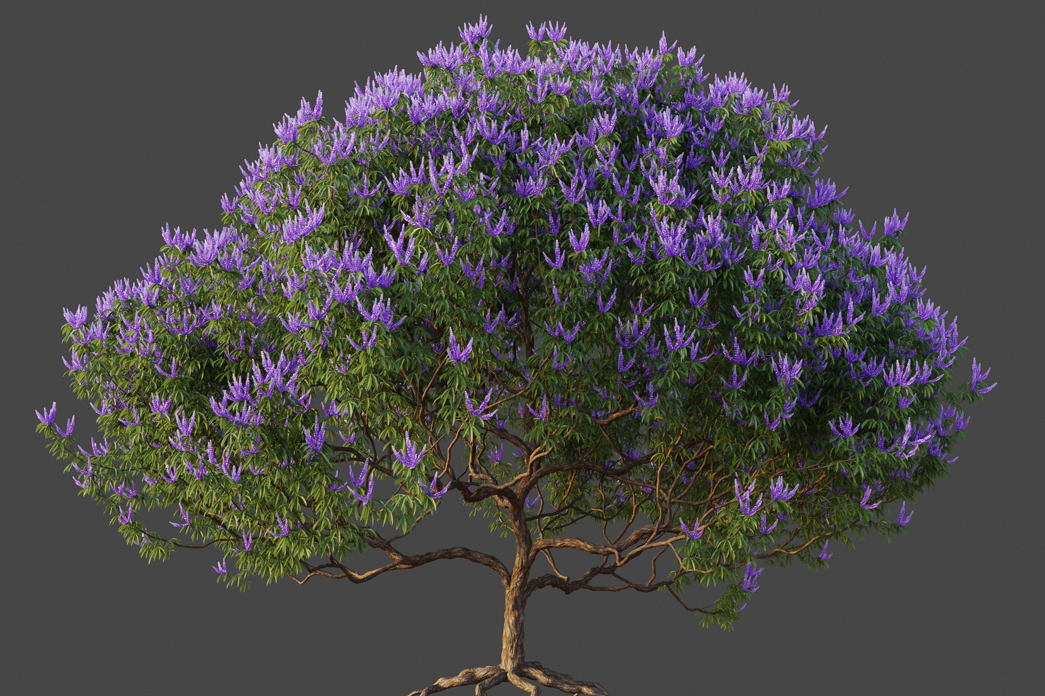 XfrogPlants Chaste Tree - Vitex Agnes-Castus  3D model_2