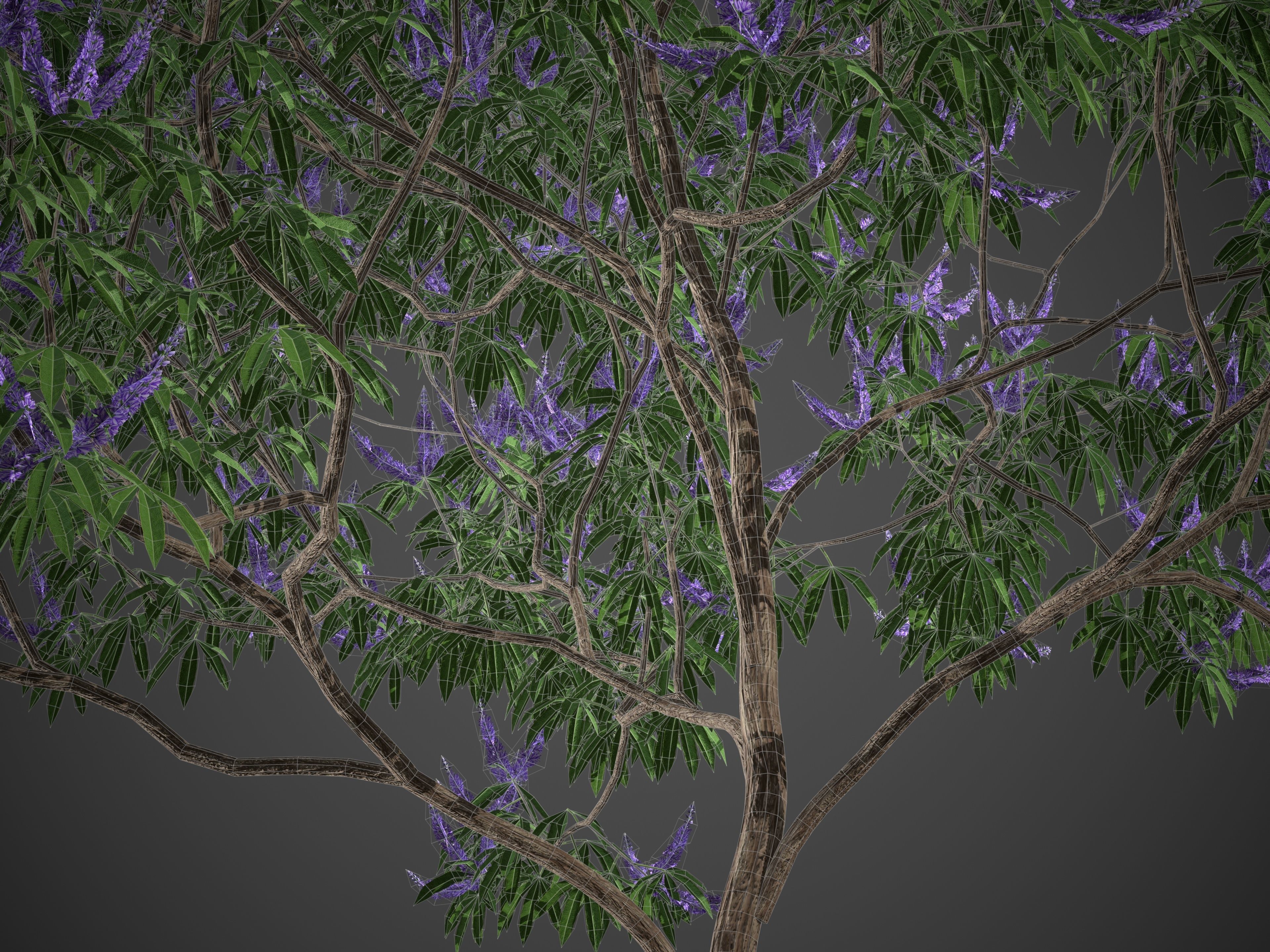 XfrogPlants Chaste Tree - Vitex Agnes-Castus  3D model_5