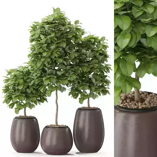 Plants collection 575