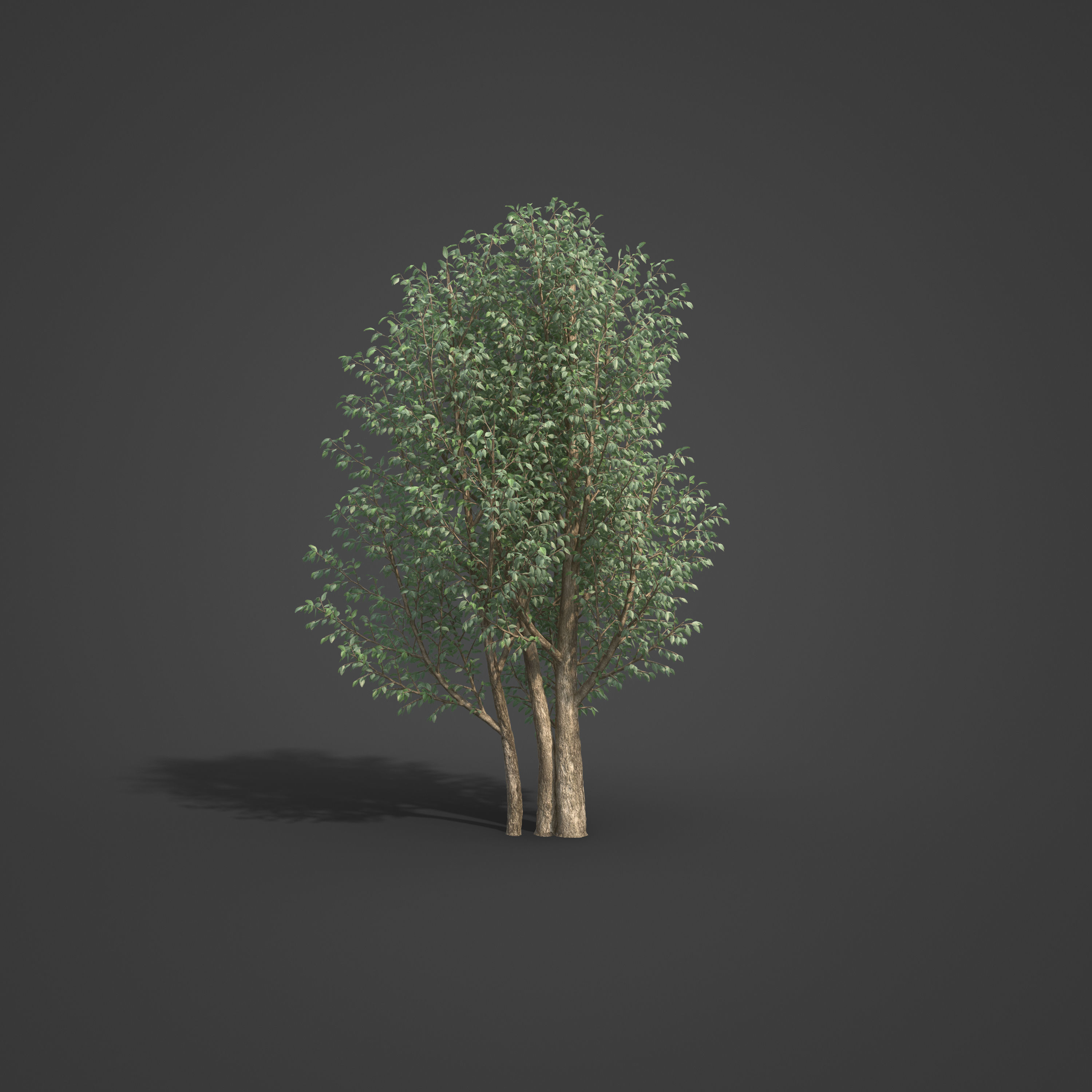 2021 PBR Wild Peach Collection - Kiggelaria Africana 3D model_2