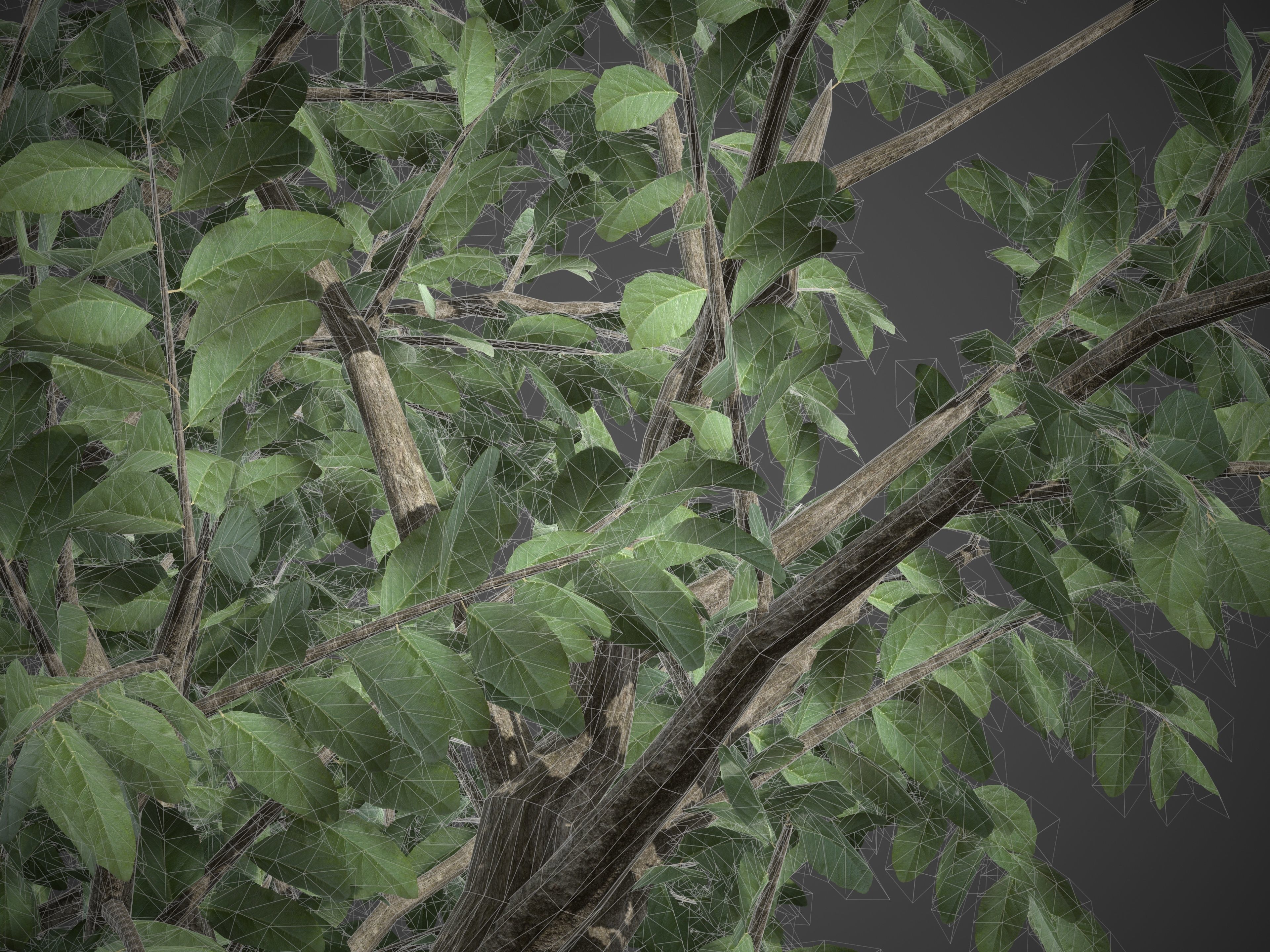 2021 PBR Wild Peach Collection - Kiggelaria Africana 3D model_9