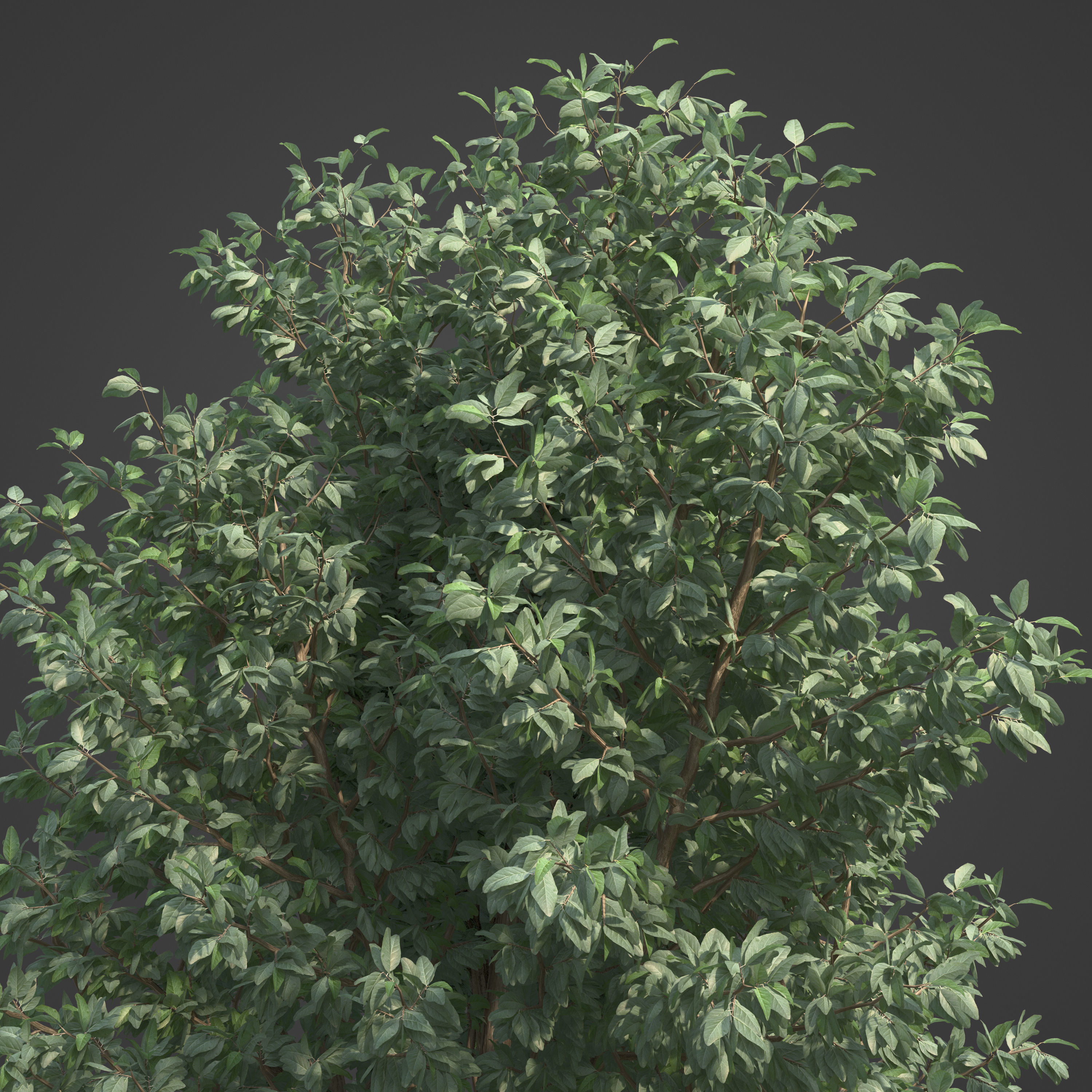 2021 PBR Wild Peach Collection - Kiggelaria Africana 3D model_7