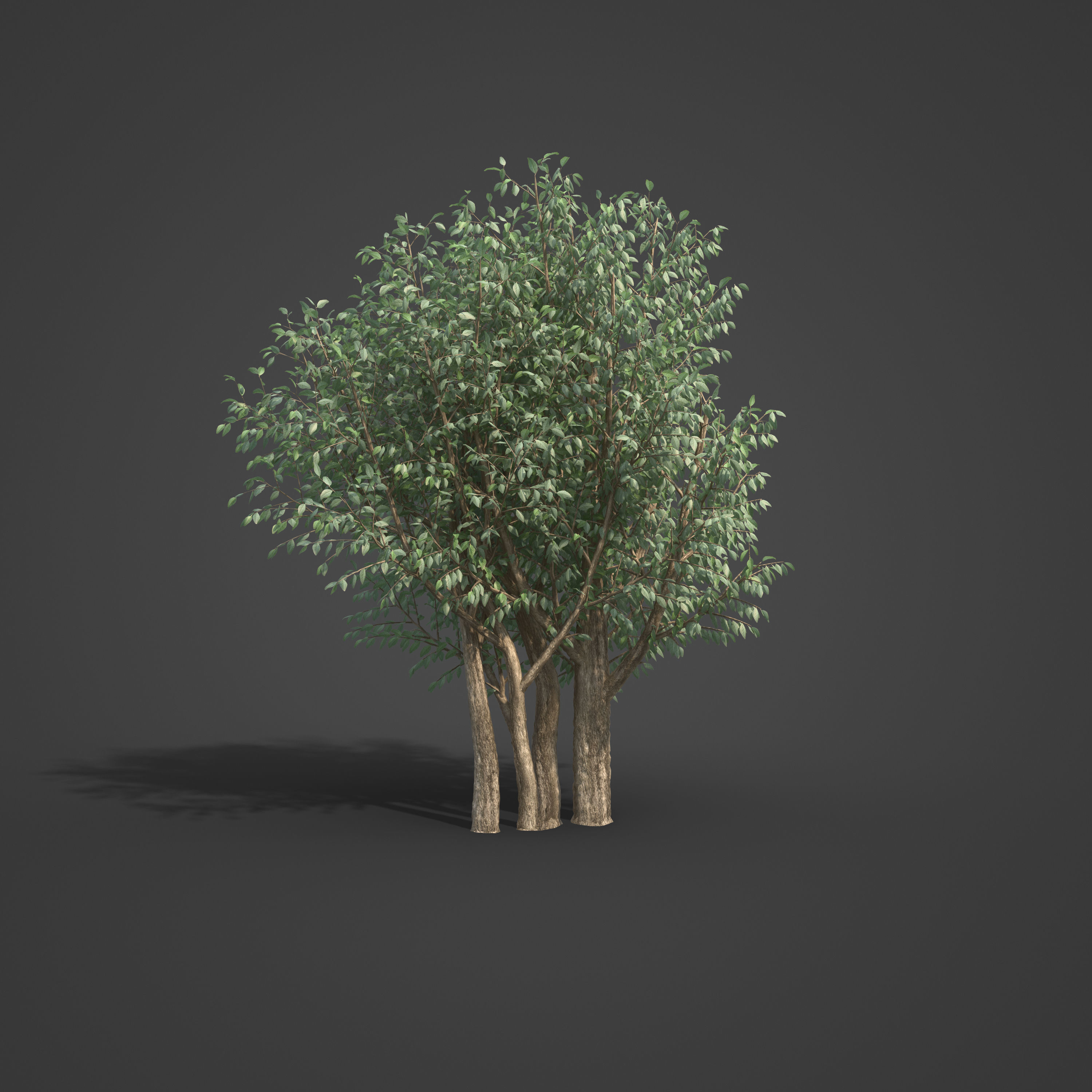 2021 PBR Wild Peach Collection - Kiggelaria Africana 3D model_4