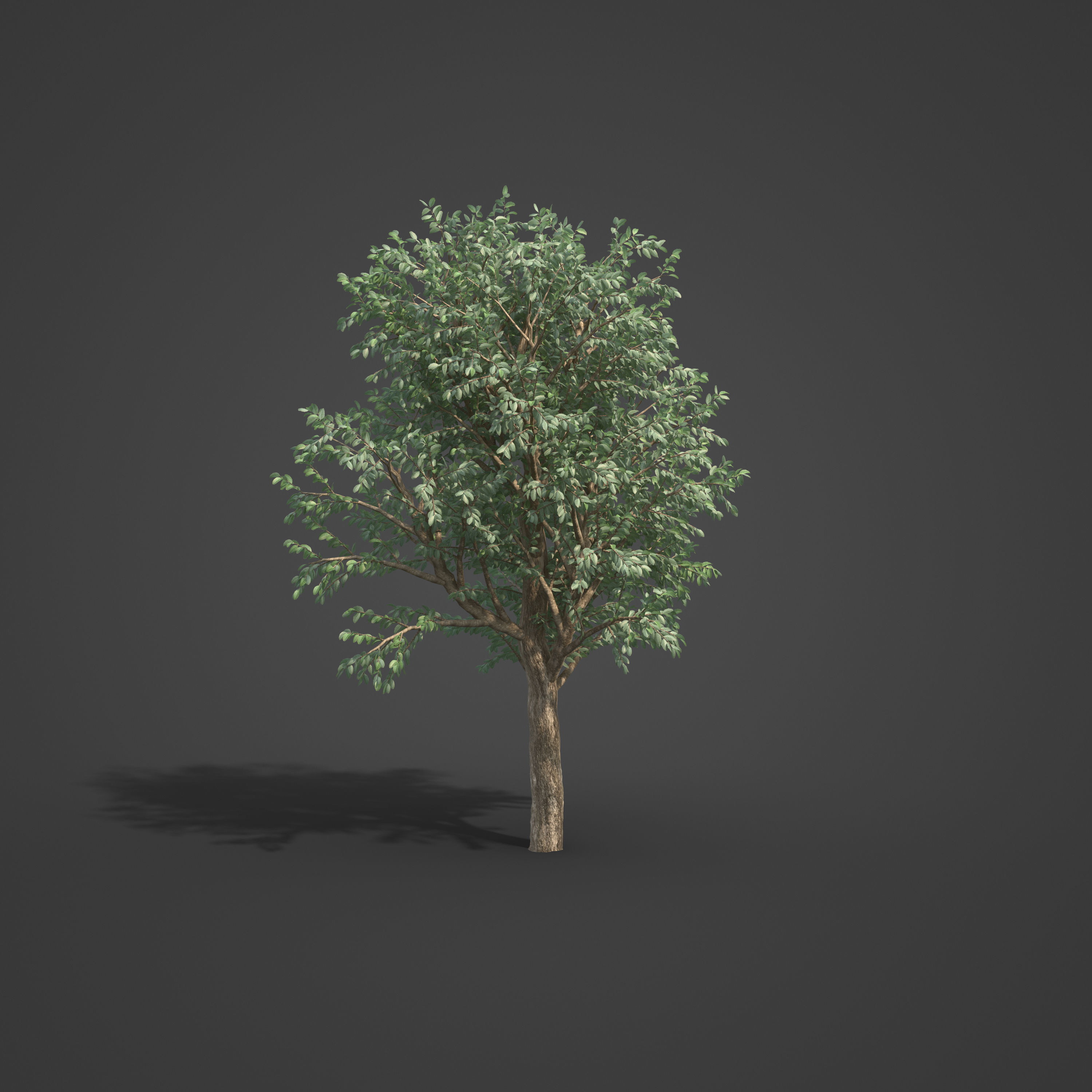 2021 PBR Wild Peach Collection - Kiggelaria Africana 3D model_3