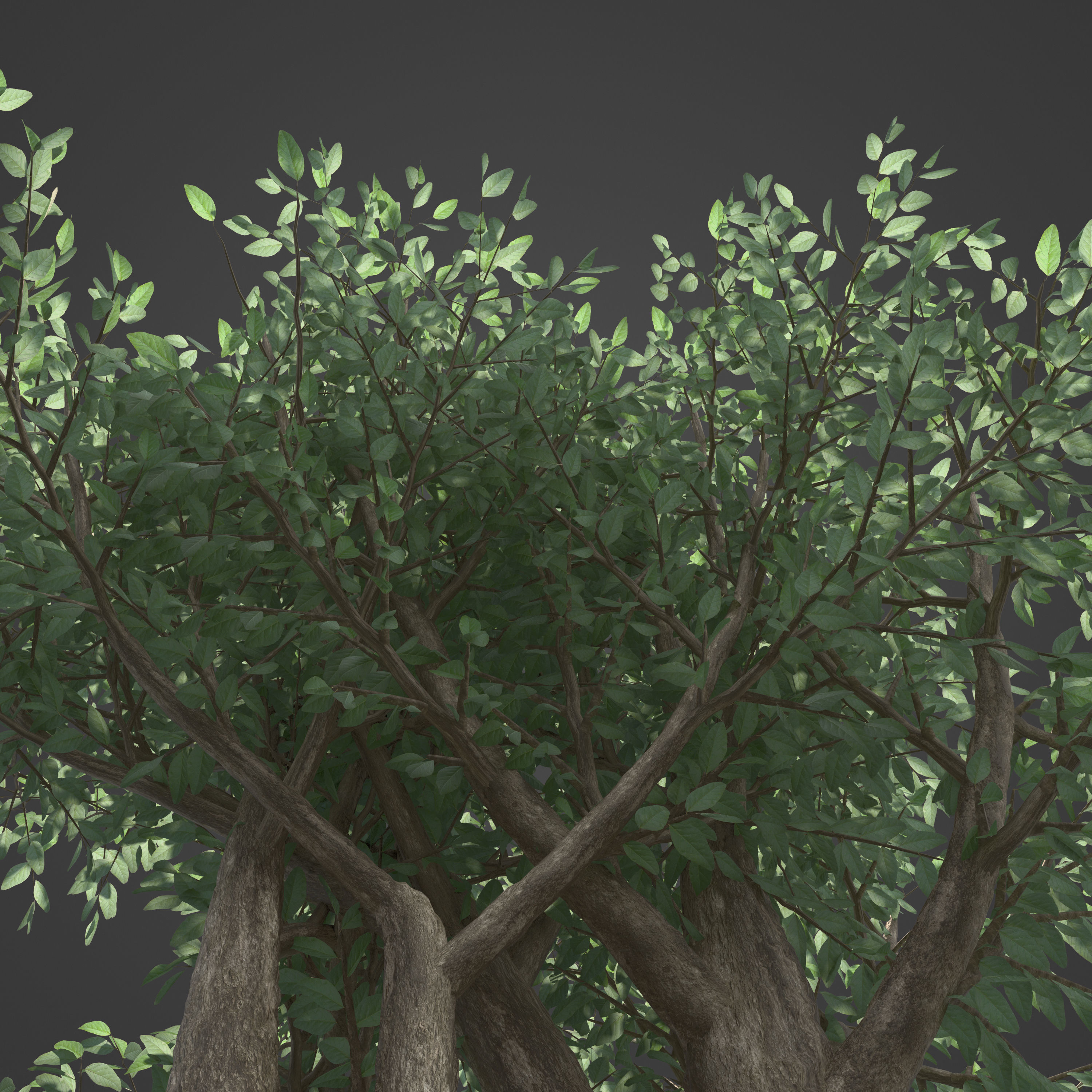 2021 PBR Wild Peach Collection - Kiggelaria Africana 3D model_6