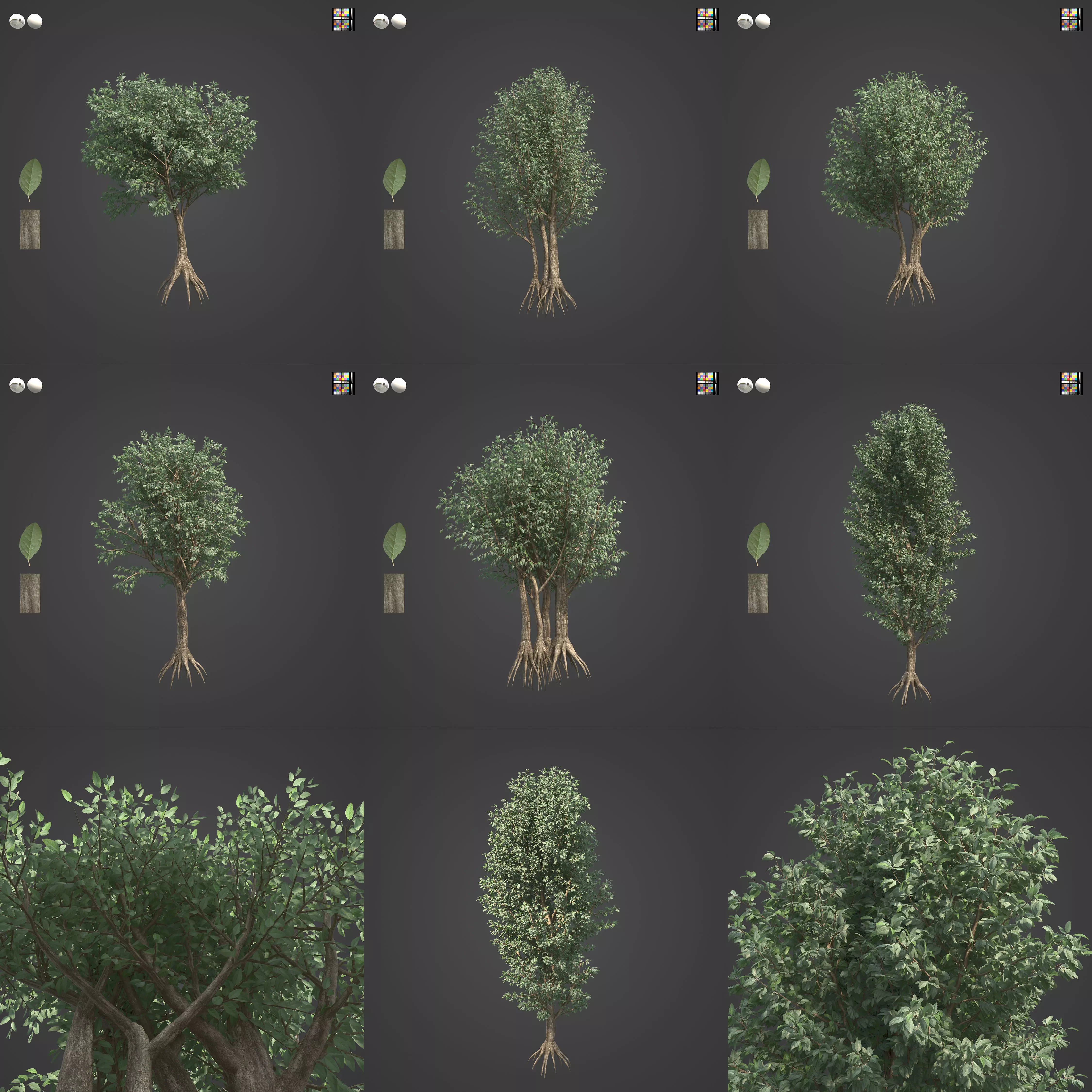 2021 PBR Wild Peach Collection - Kiggelaria Africana 3D model_0