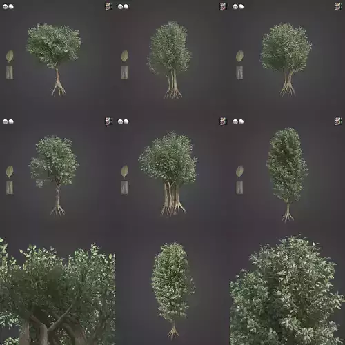 2021 PBR Wild Peach Collection - Kiggelaria Africana  3D model