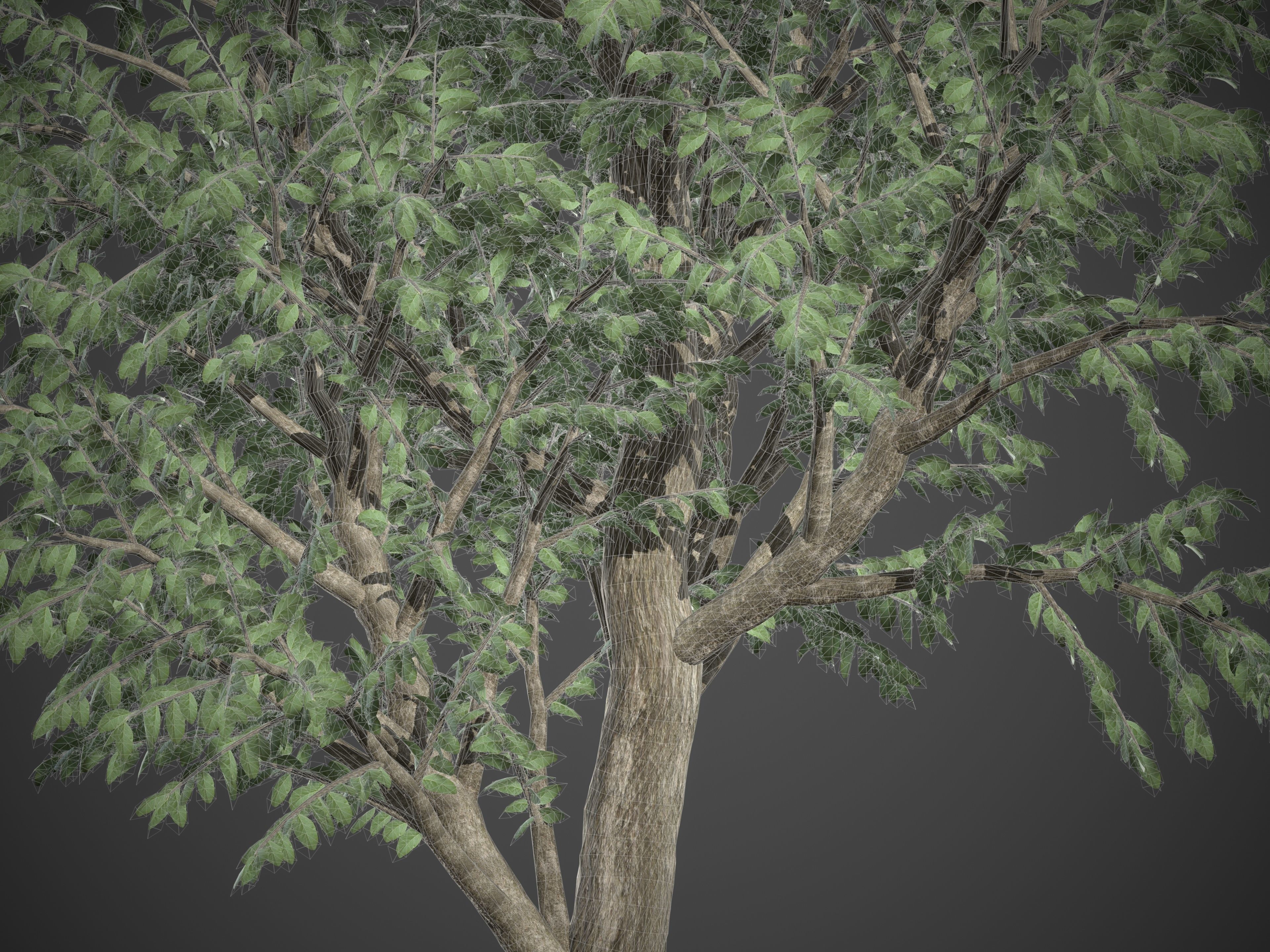 2021 PBR Wild Peach Collection - Kiggelaria Africana 3D model_8