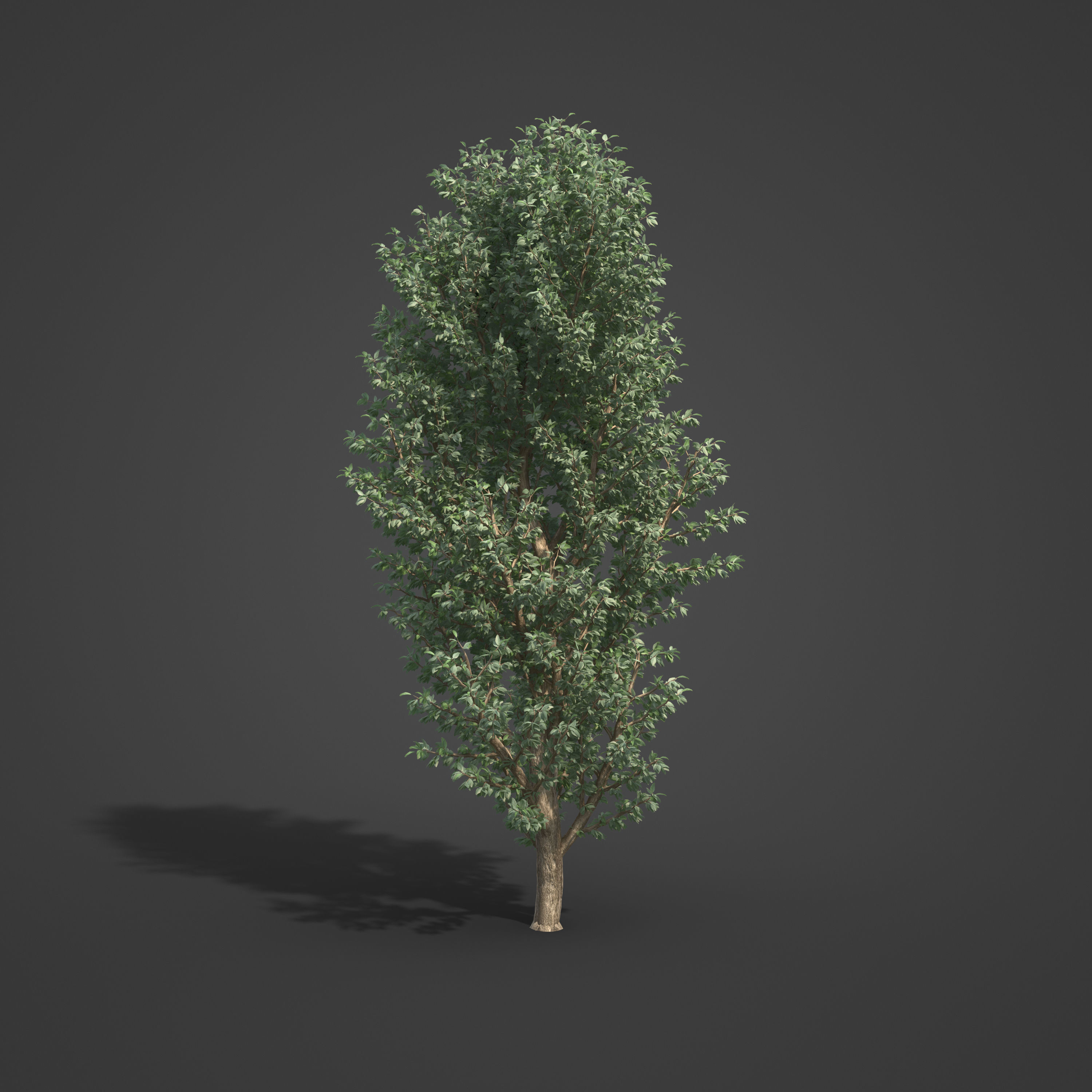 2021 PBR Wild Peach Collection - Kiggelaria Africana 3D model_5