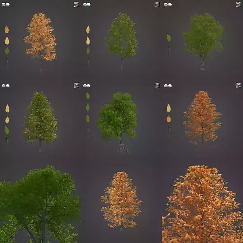 2021 PBR Sweet Birch Collection - Betula Lenta 