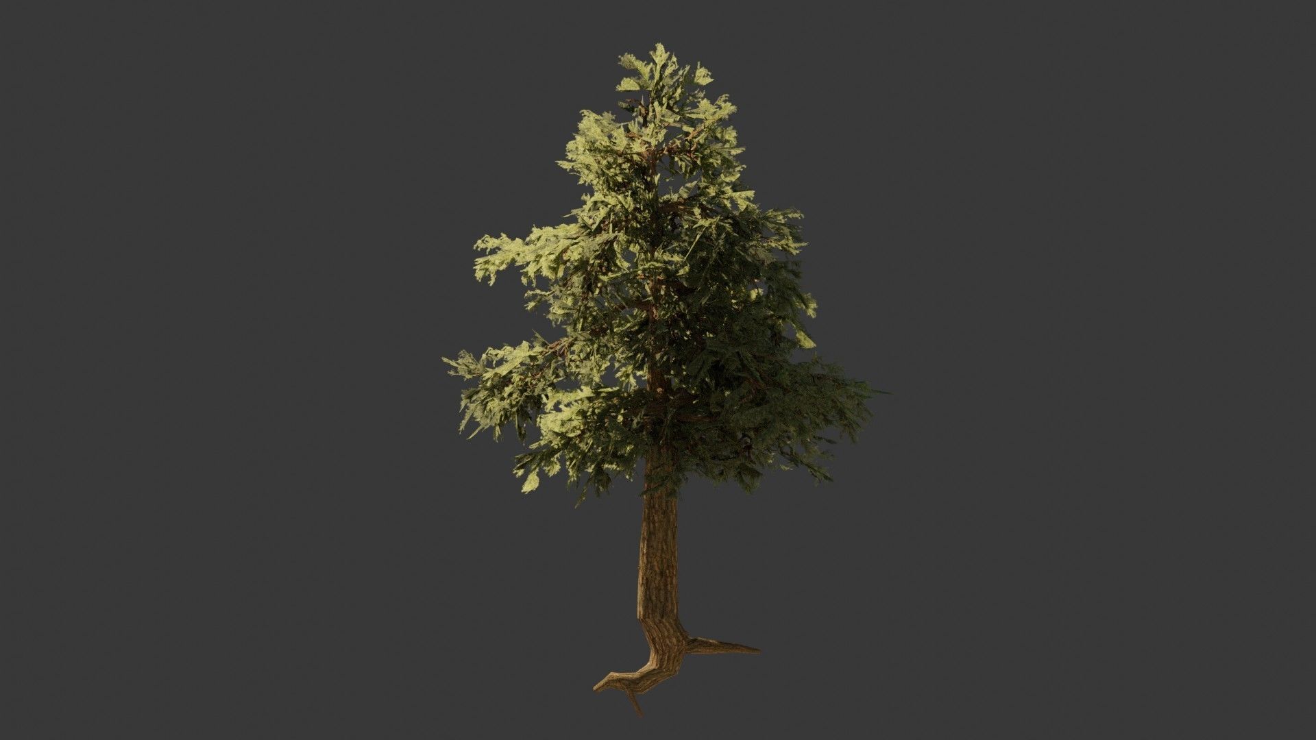 Pinyon Pine 2 Low-poly 3D model_5