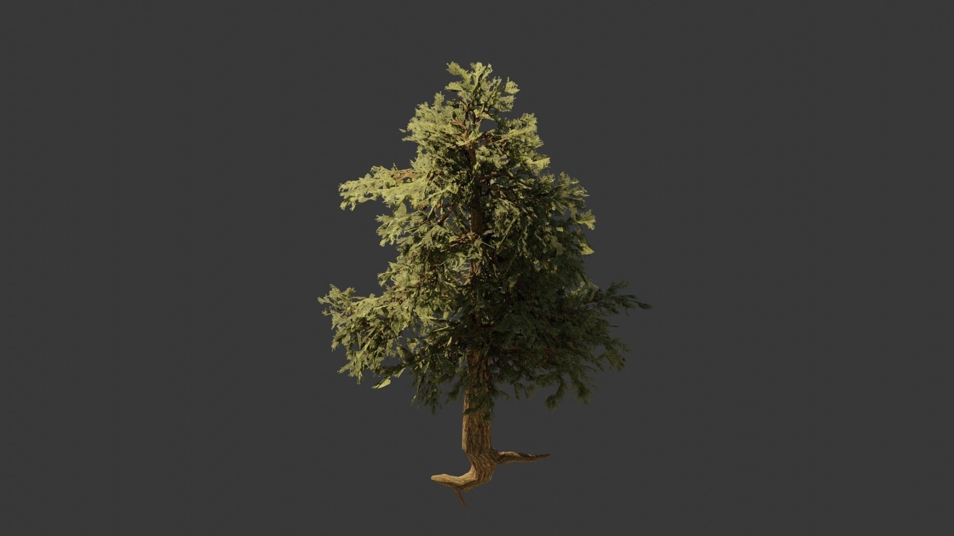 Pinyon Pine 2 Low-poly 3D model_2
