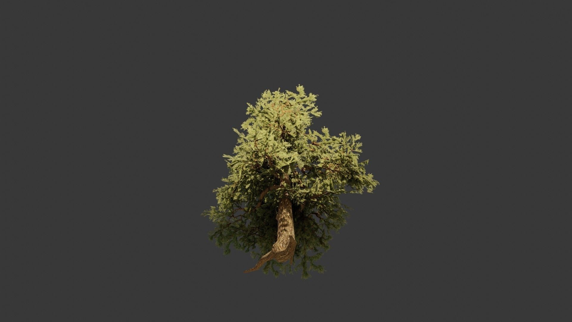 Pinyon Pine 2 Low-poly 3D model_4