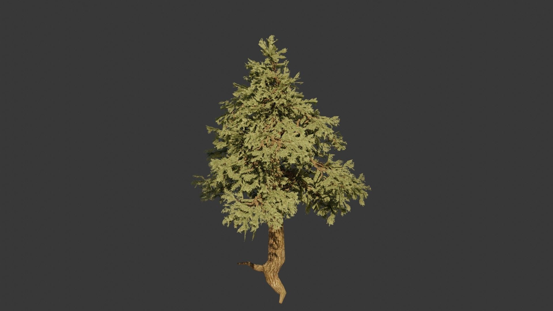 Pinyon Pine 2 Low-poly 3D model_3