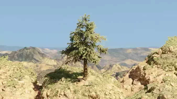 Pinyon Pine 2 Low-poly 3D model