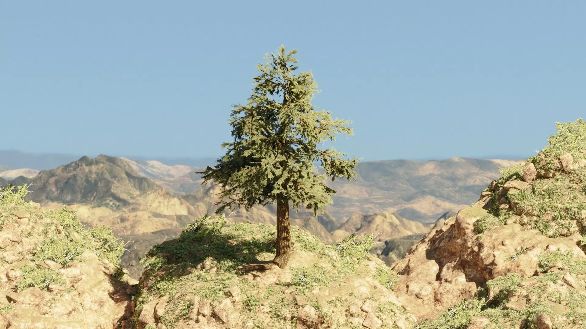 Pinyon Pine 2 Low-poly 3D model_0