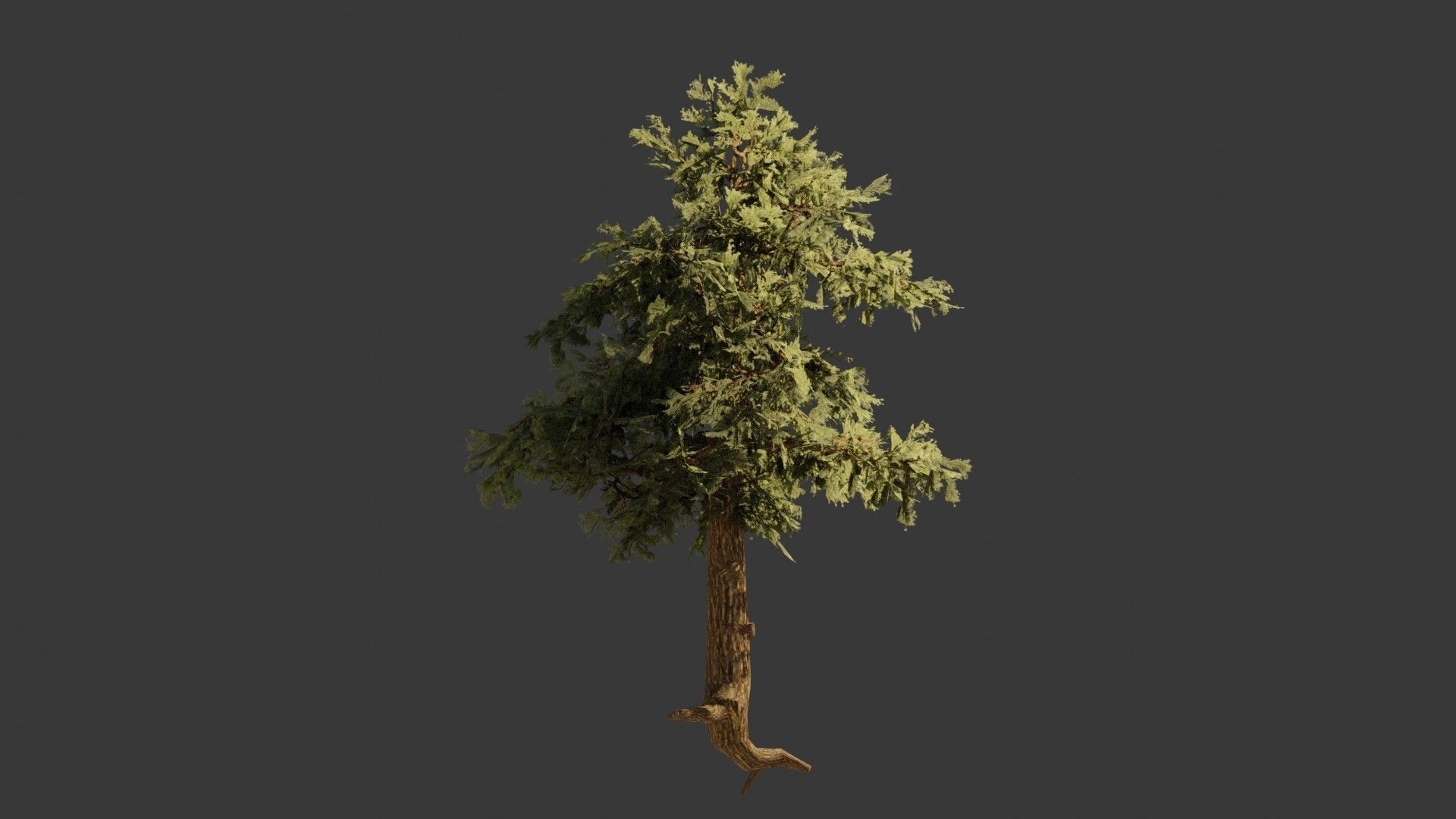Pinyon Pine 2 Low-poly 3D model_1