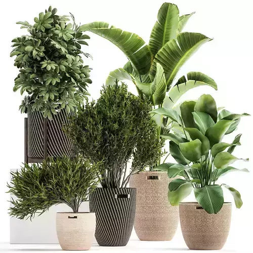 Ornamental plants in rattan baskets 1036