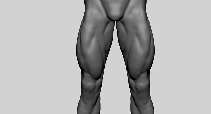 Upper Leg Anatomy 3D model