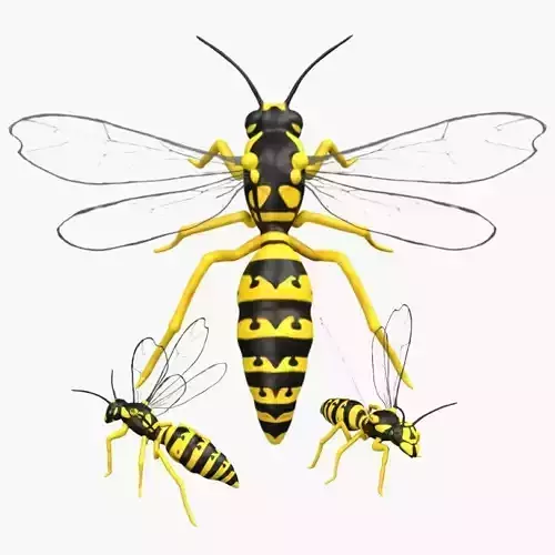 Wasp Hornet