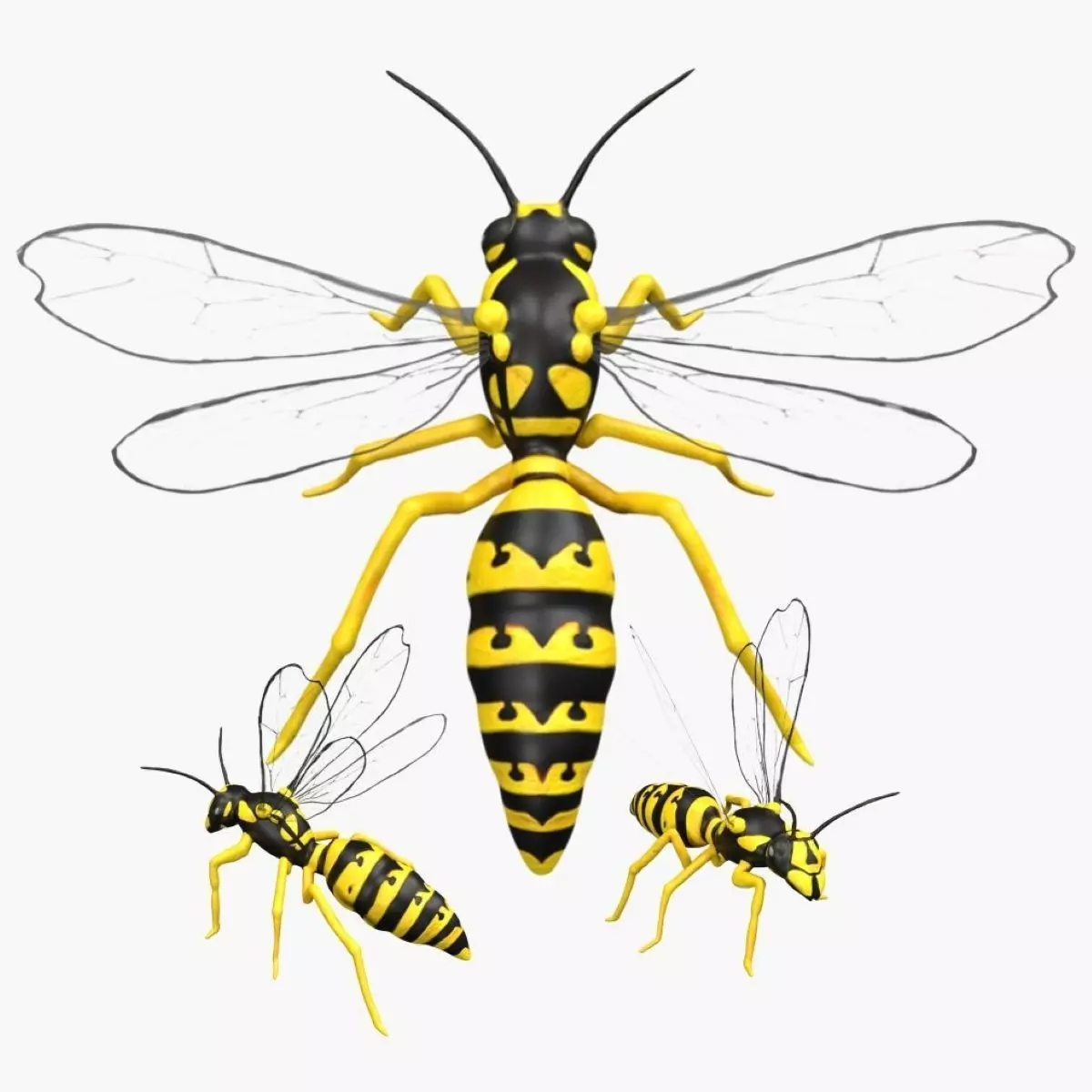 Wasp Hornet Low-poly 3D model