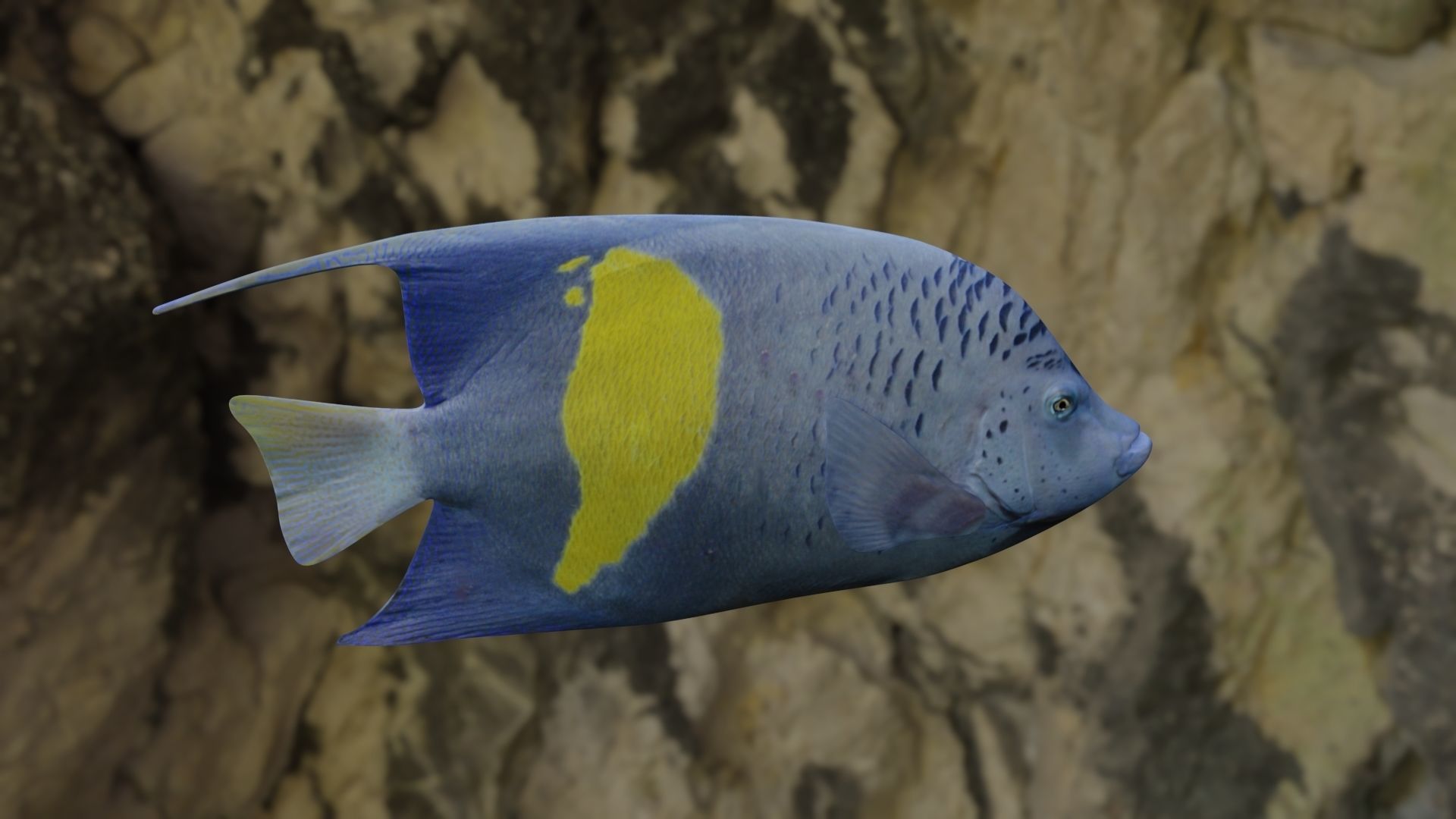 BUTTERFLY YELLOW MARKED FISH Low-poly 3D model_10
