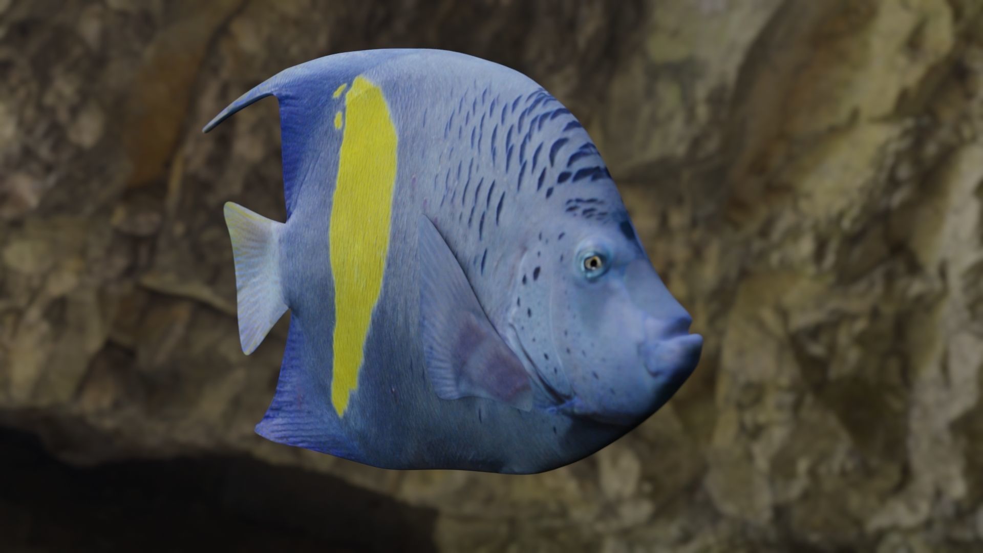 BUTTERFLY YELLOW MARKED FISH Low-poly 3D model_14