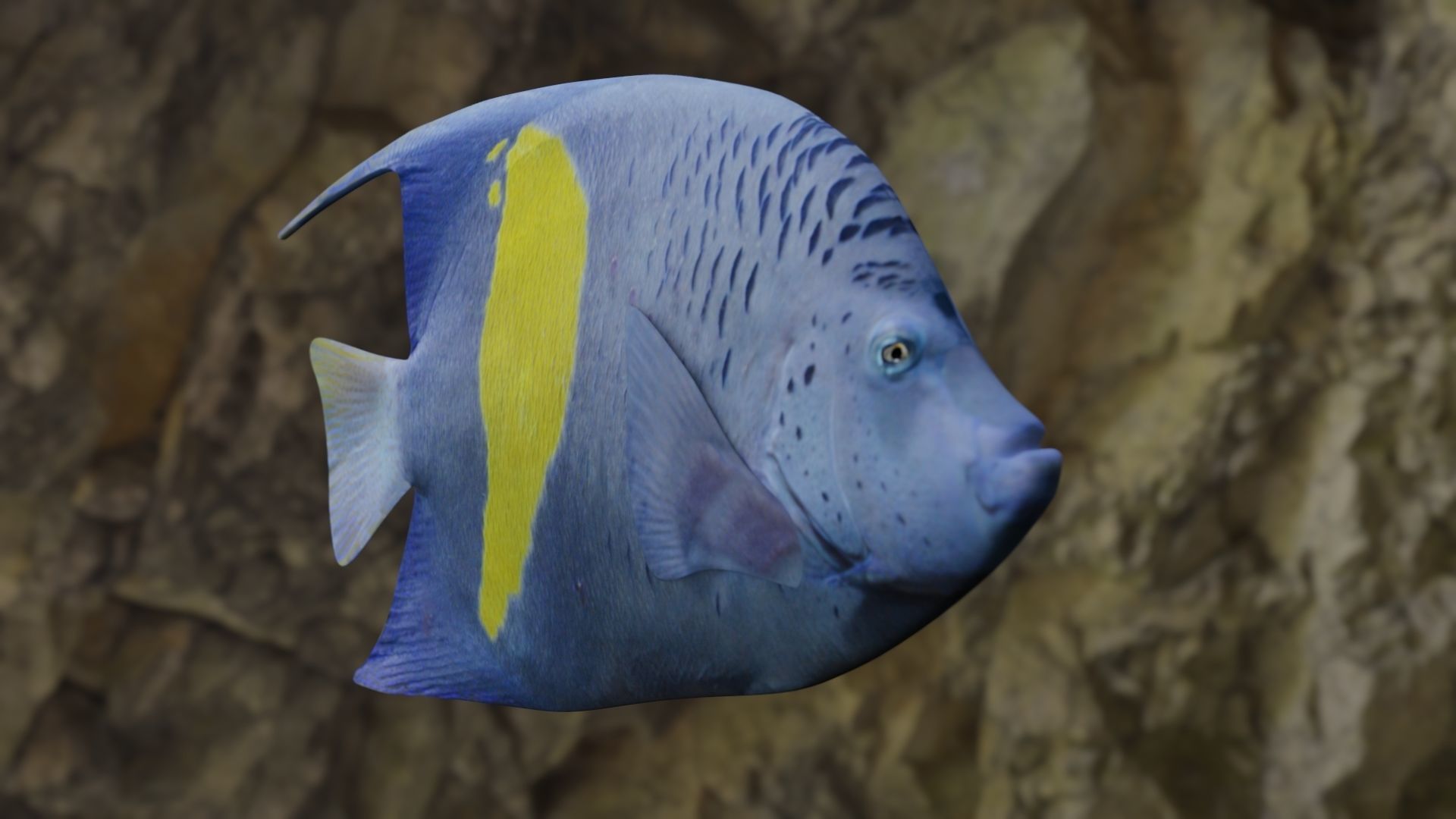 BUTTERFLY YELLOW MARKED FISH Low-poly 3D model_15