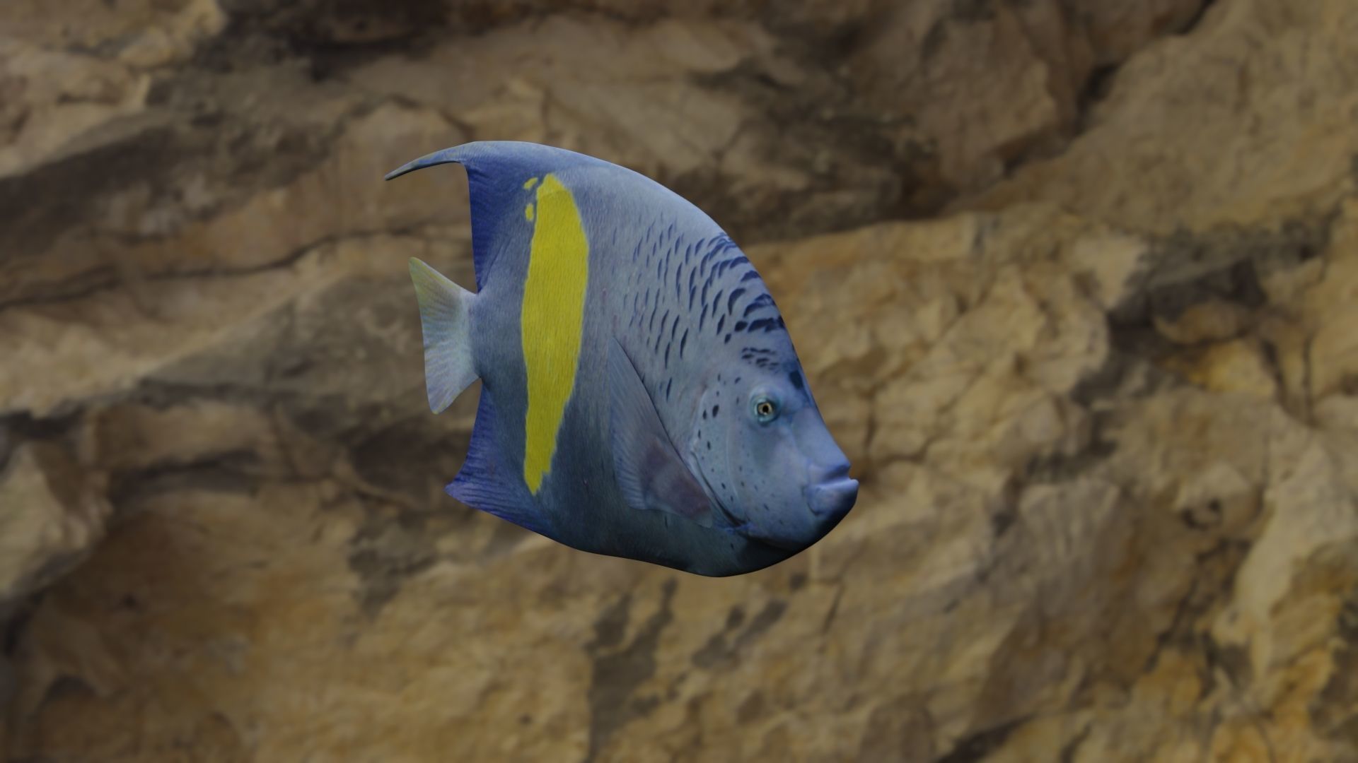 BUTTERFLY YELLOW MARKED FISH Low-poly 3D model_12